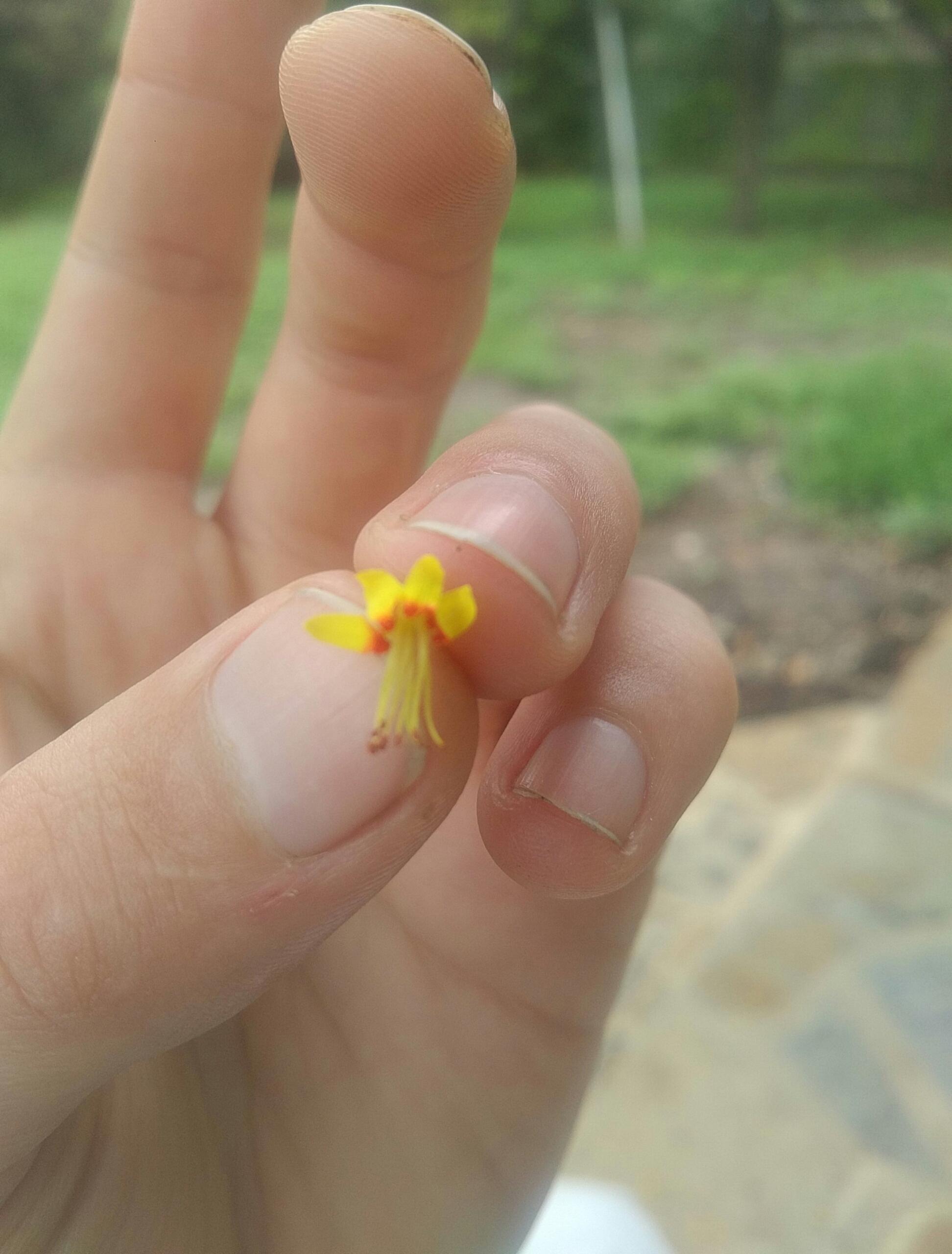 Anyone recognize this little flower found in San Antonio TX? The flower