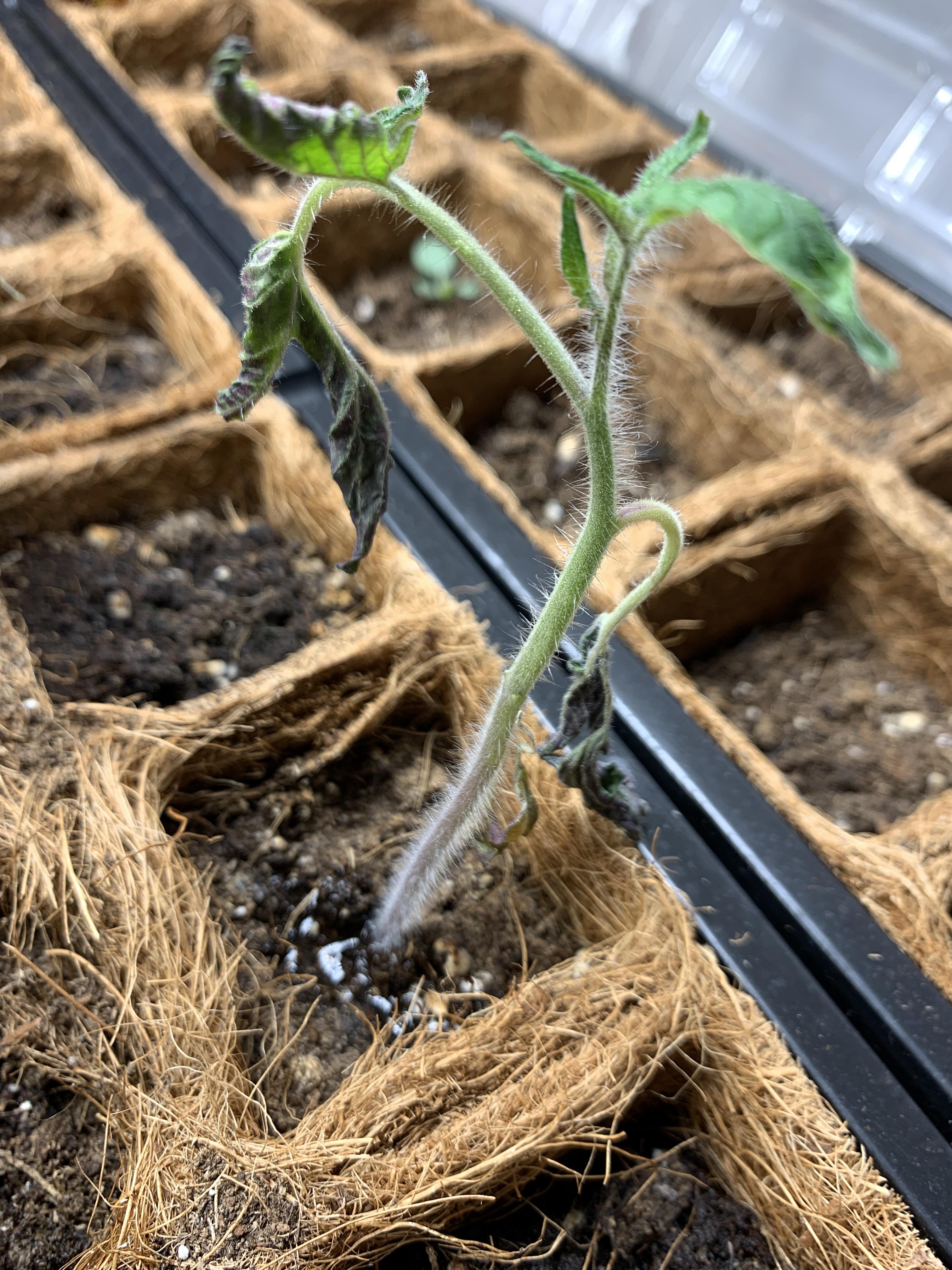 Tomato seedling has witty leaves, too much water, too much light? It