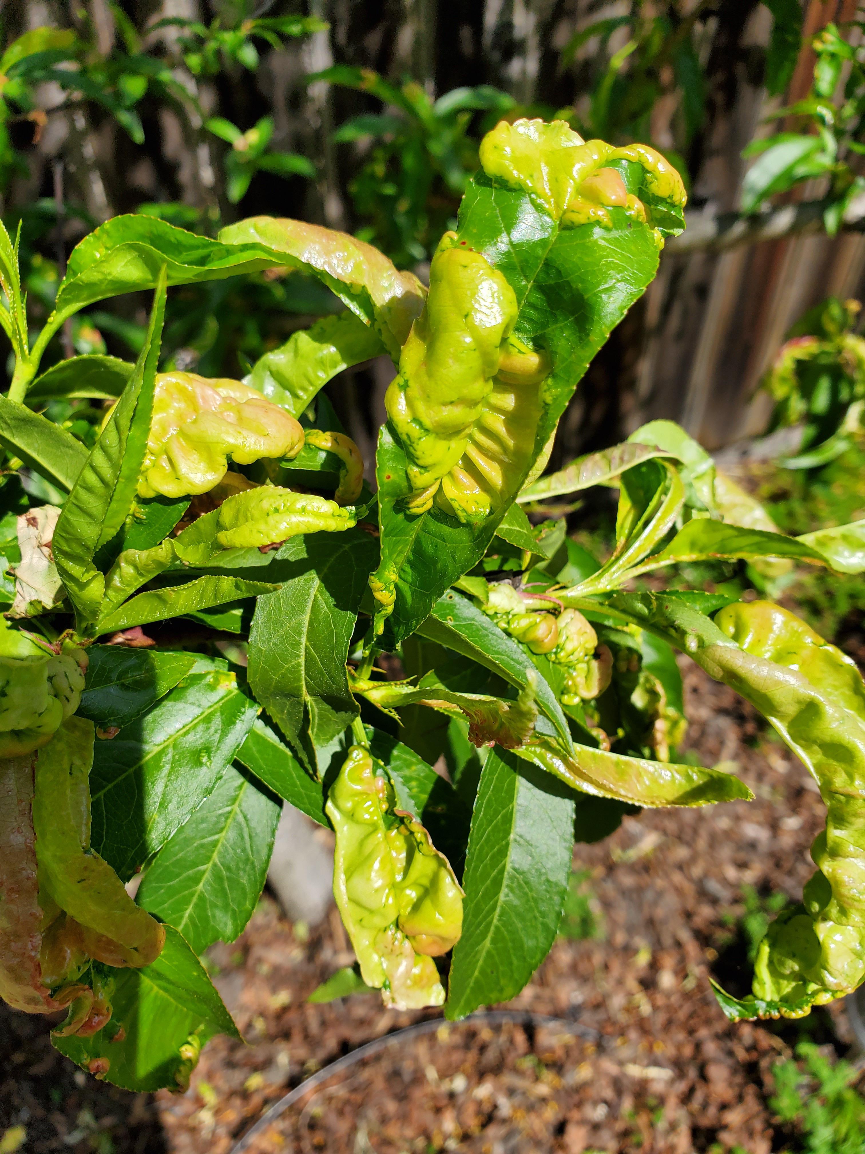 Some kind of disease on my nectarine tree leaves? Is it safe to eat the