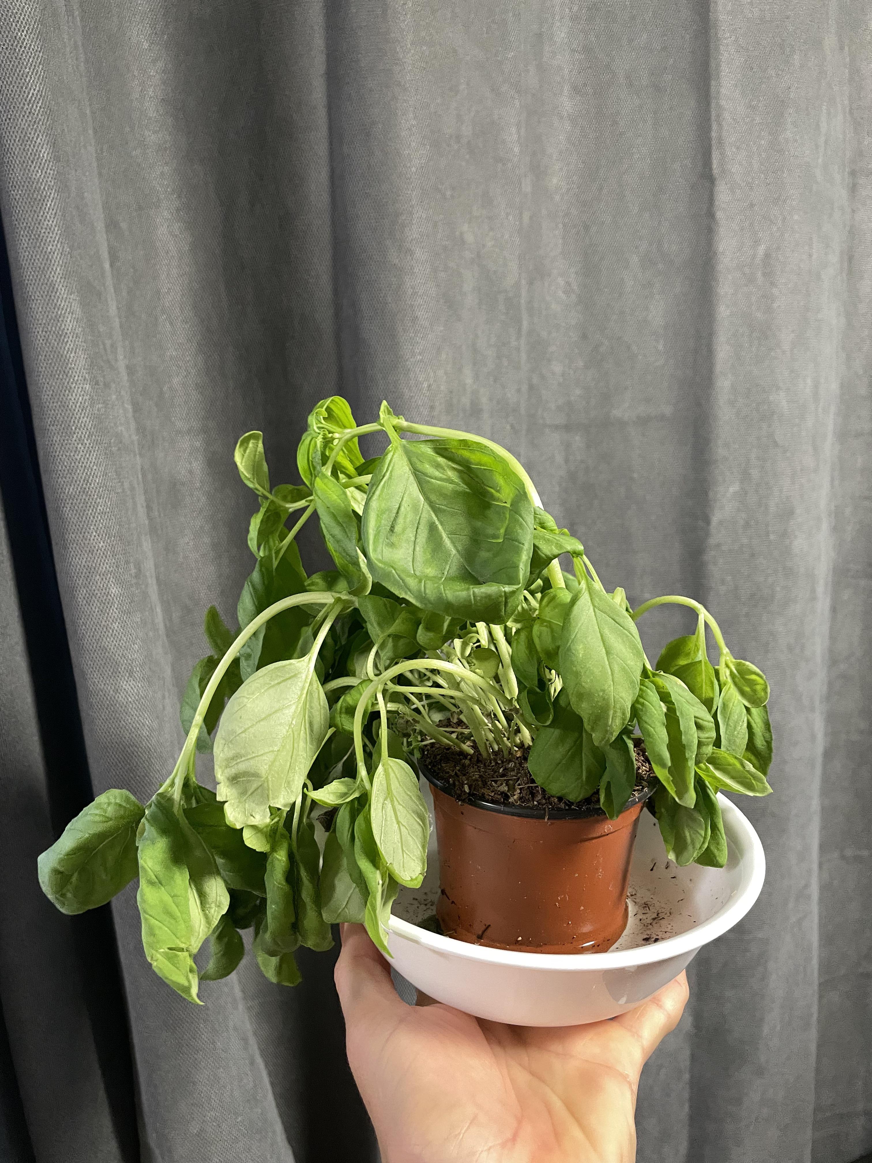 How to care for basil plant? (Got at Trader Joe’s. Currently sitting in