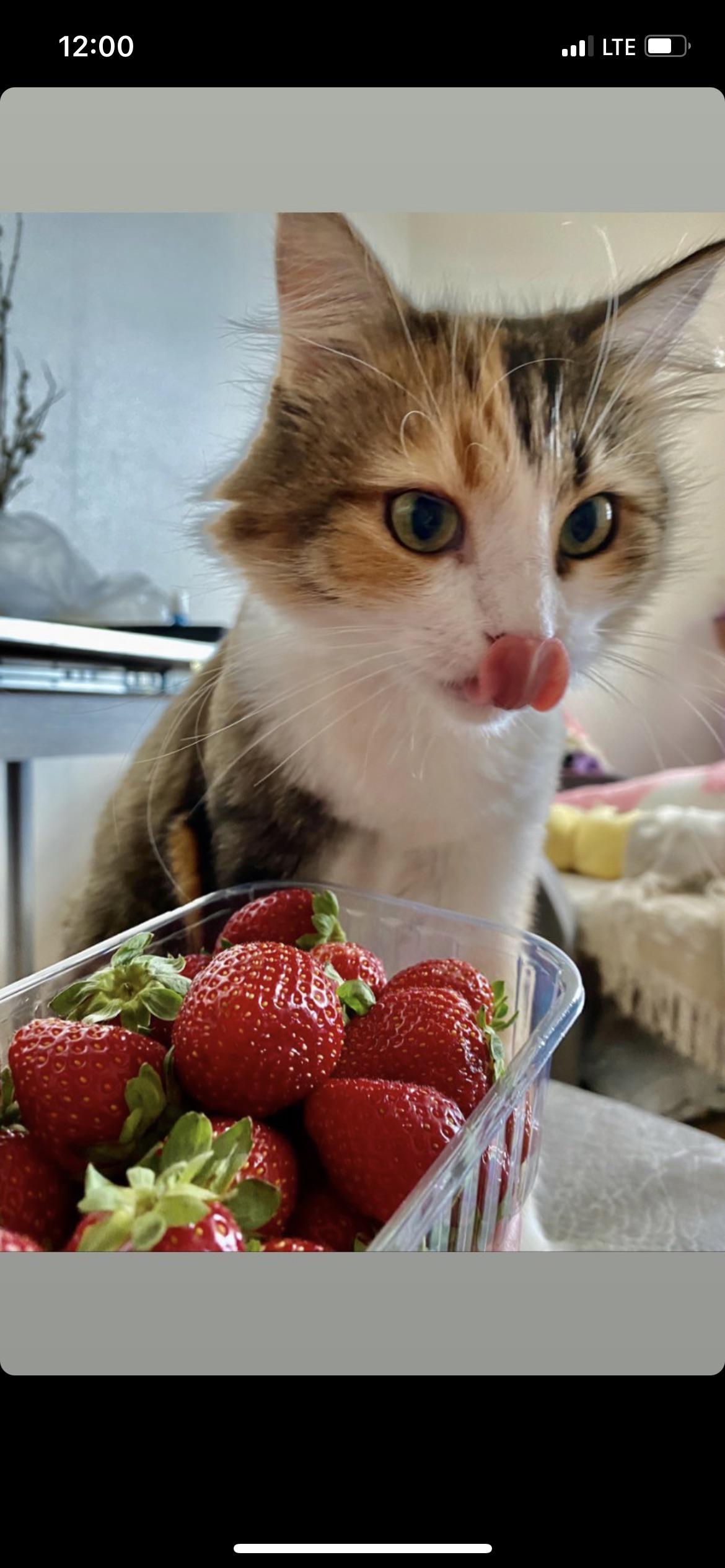 my sweets 💕 r/cats