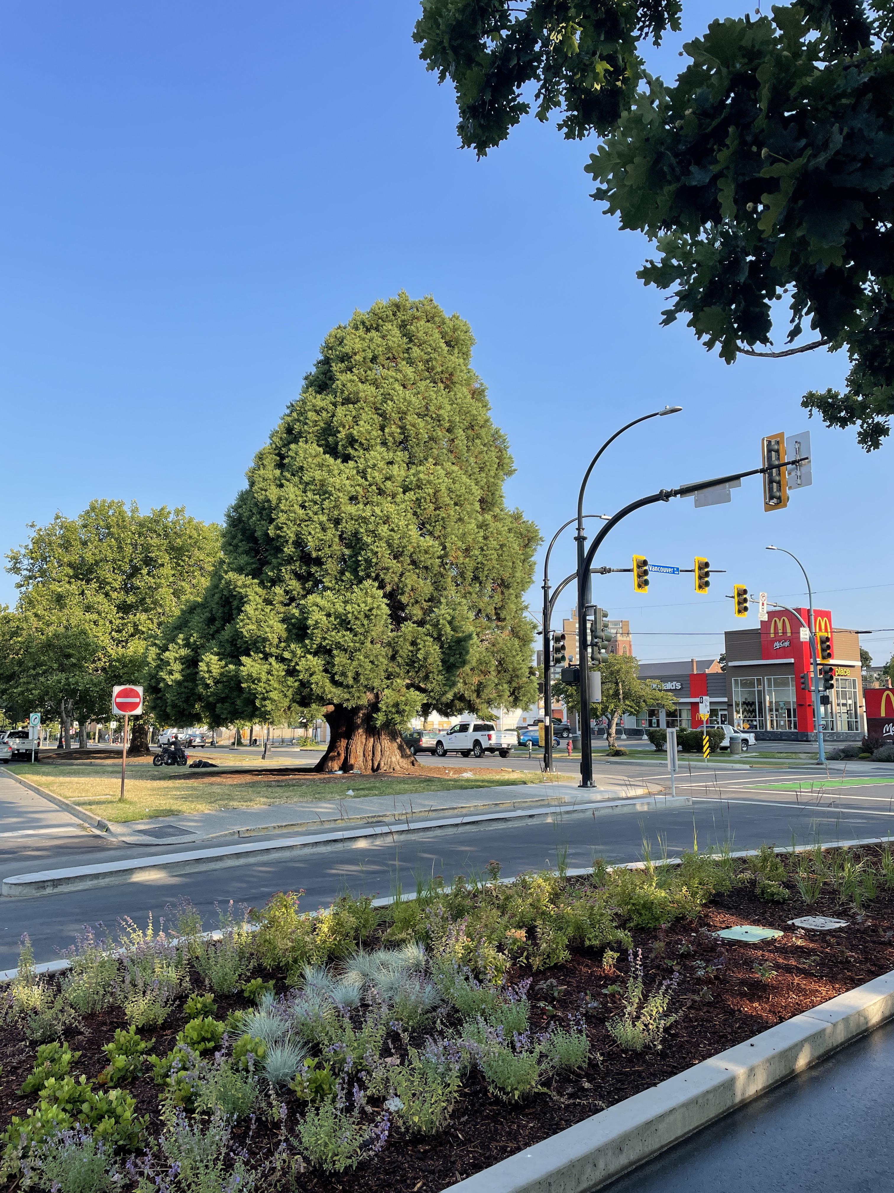 Is this the best tree in the city? Giant sequoia Pandora/Vancouver