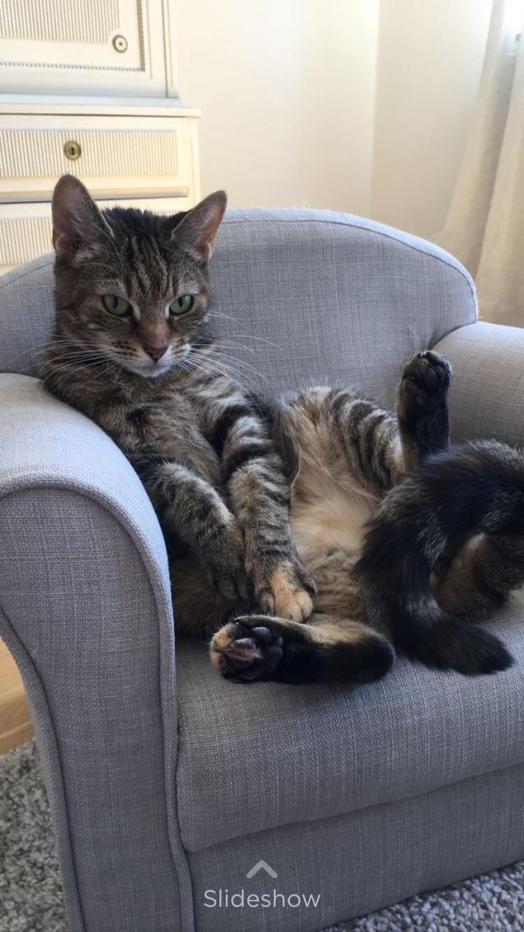 My cat has her own chair r/cats