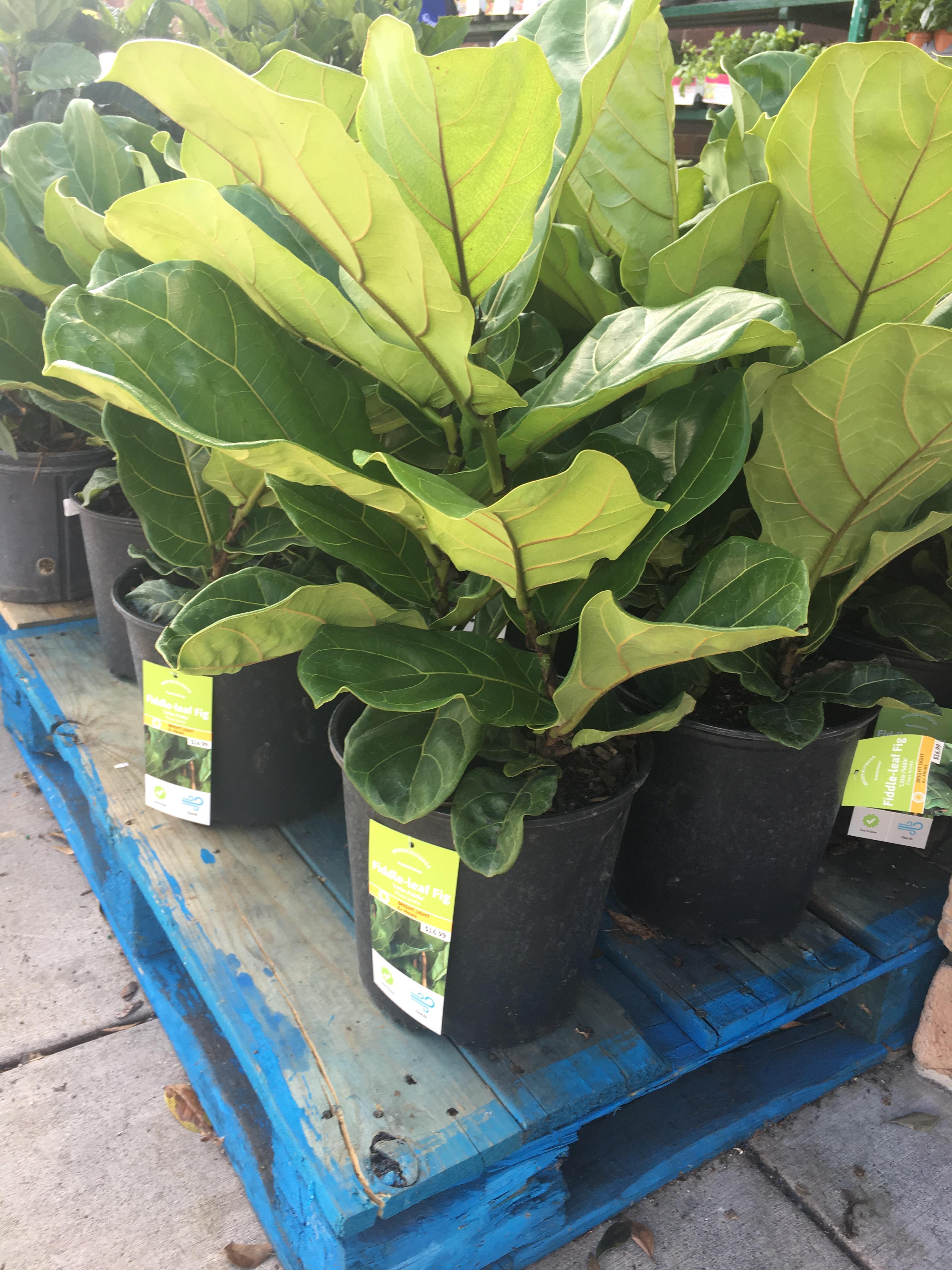 Spotted at Kroger for 16.99!