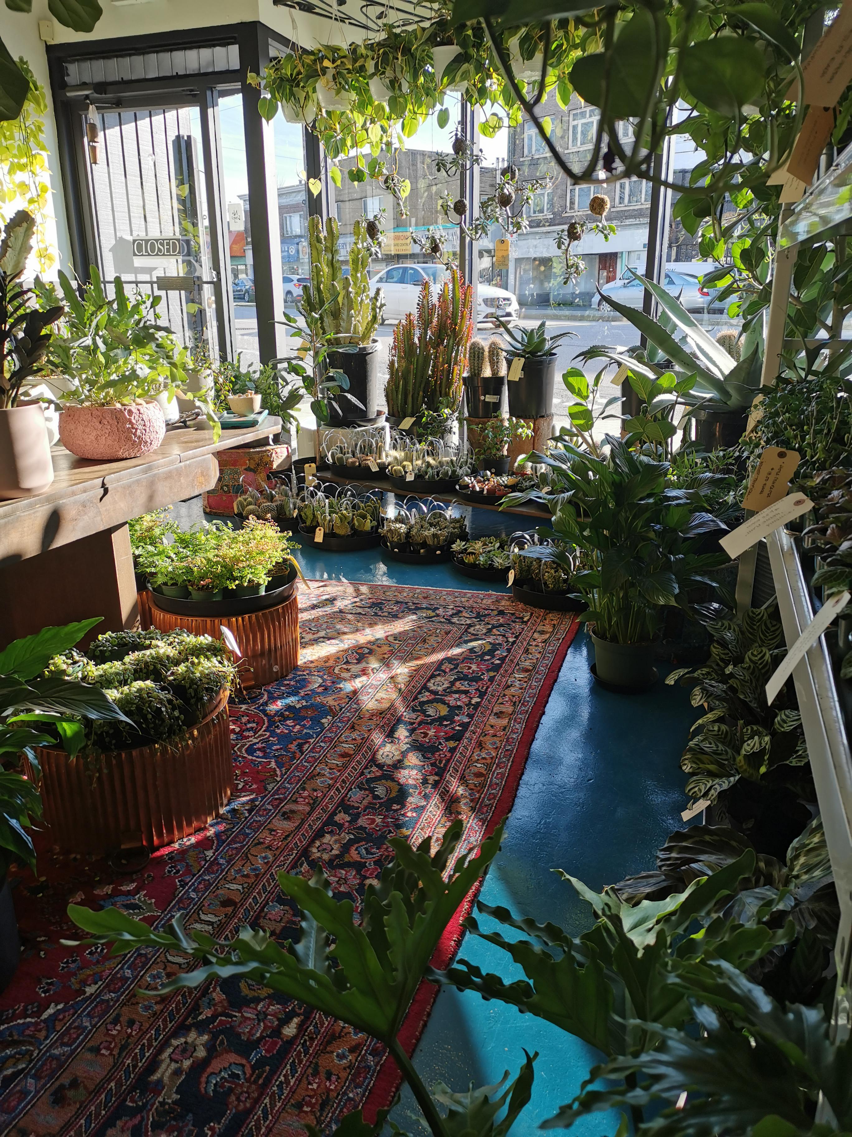 Found my new favorite store! The Bloom Room in Vancouver r/houseplants