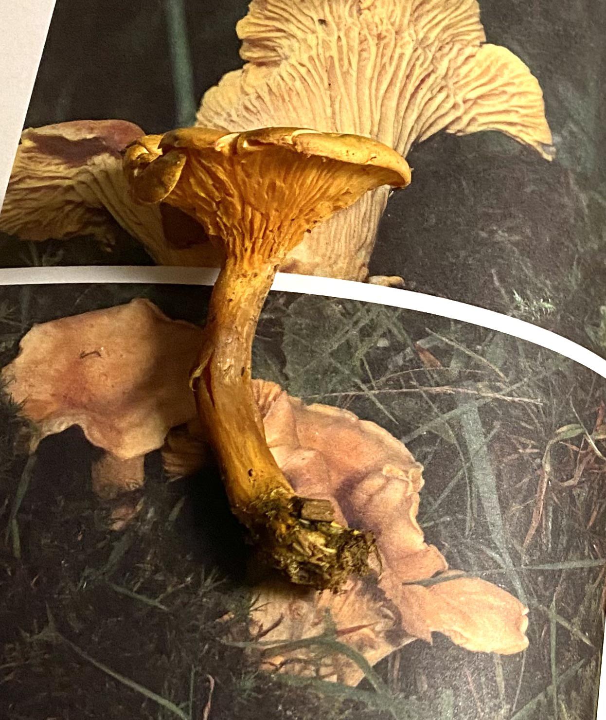 Is this a chanterelle? Smells really sweet r/mycology