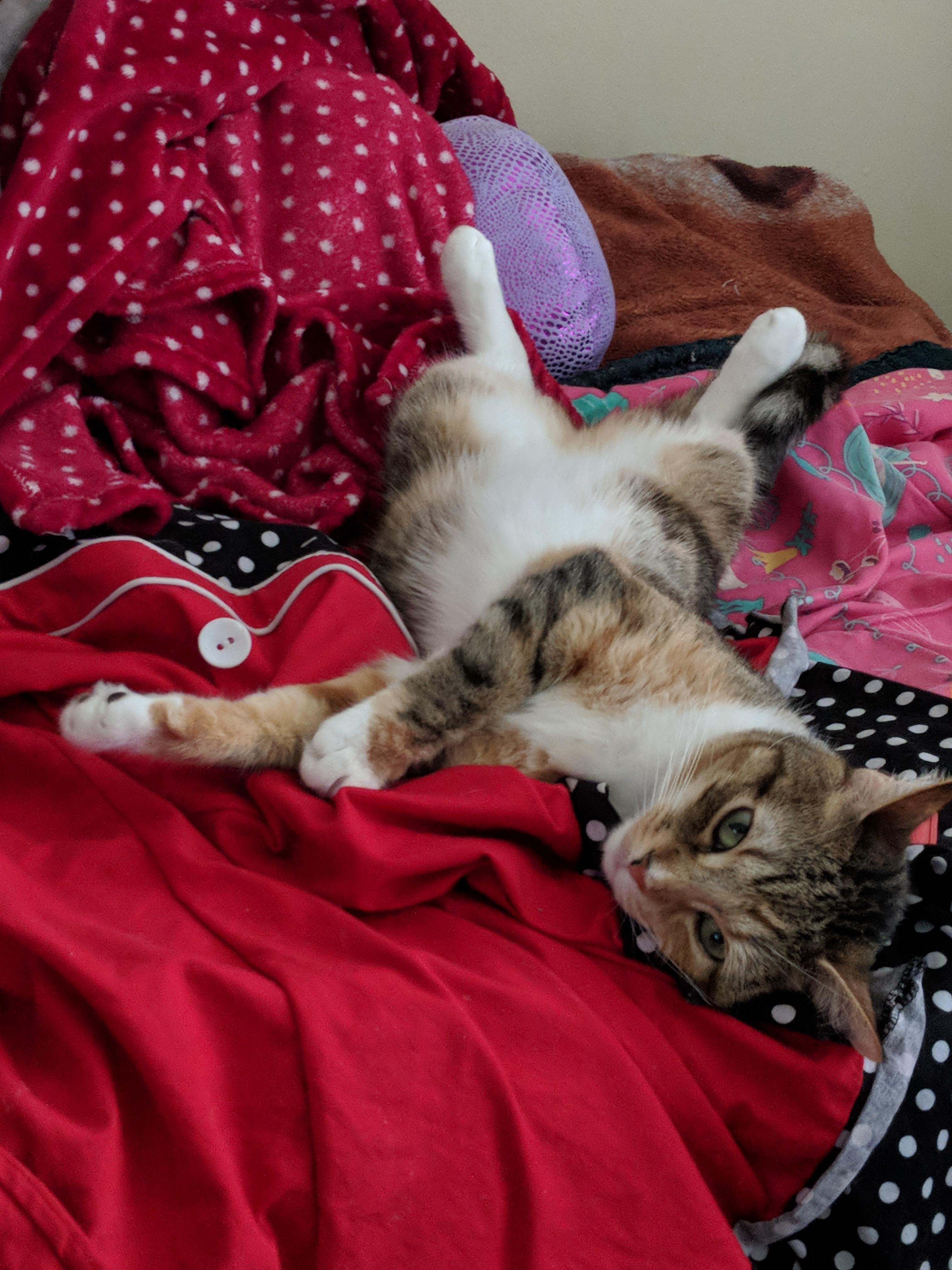 My cat loves to lay ontop of my clothes. r/aww