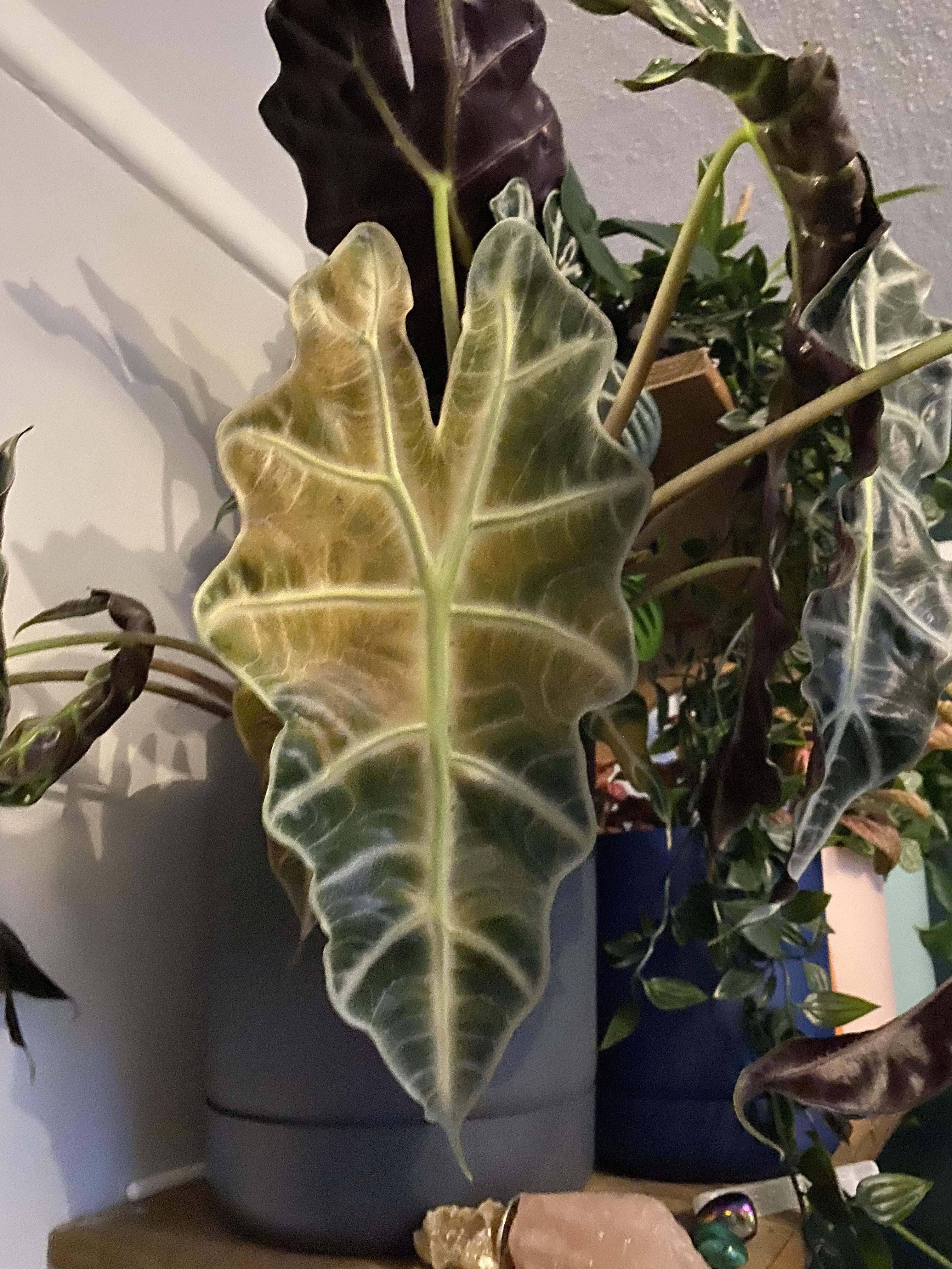 My elephant Ear is yellowing on some leaves but not sure why r/plantclinic