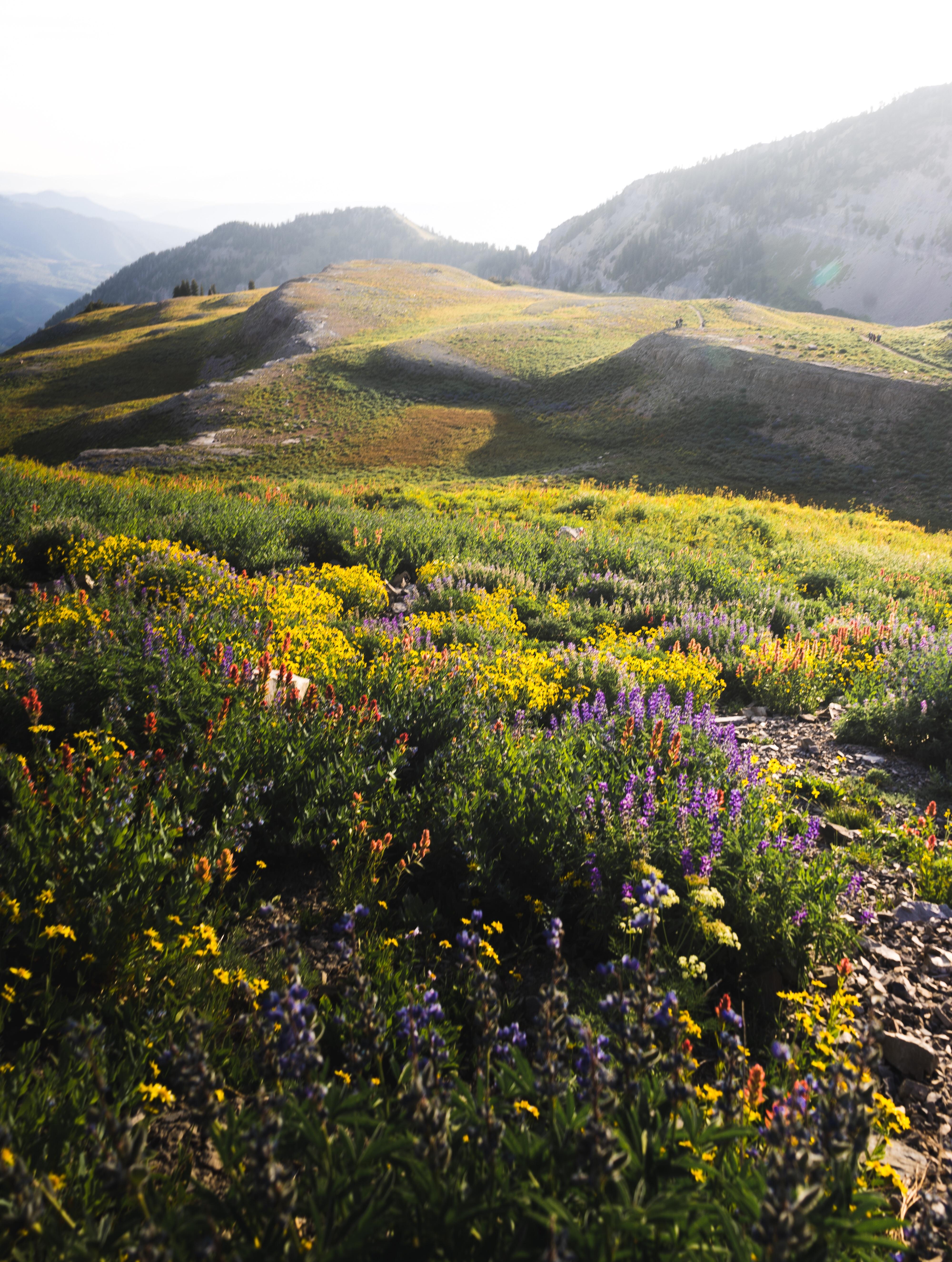 A patch of wildflowers still thriving up at high altitude. Utah, USA