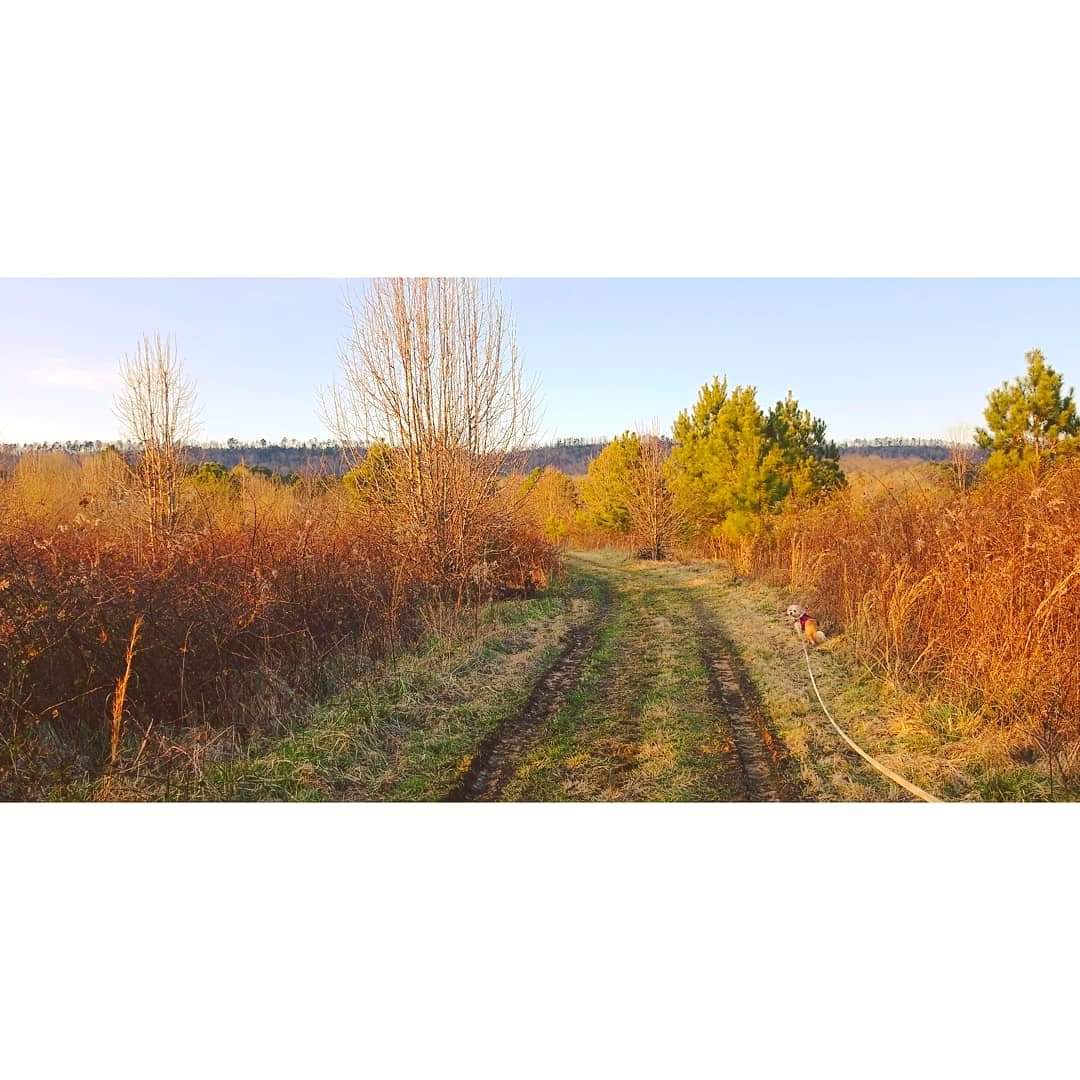 One of the trails on our farm in Gadsden, Alabama [OC] [1080x1080] r