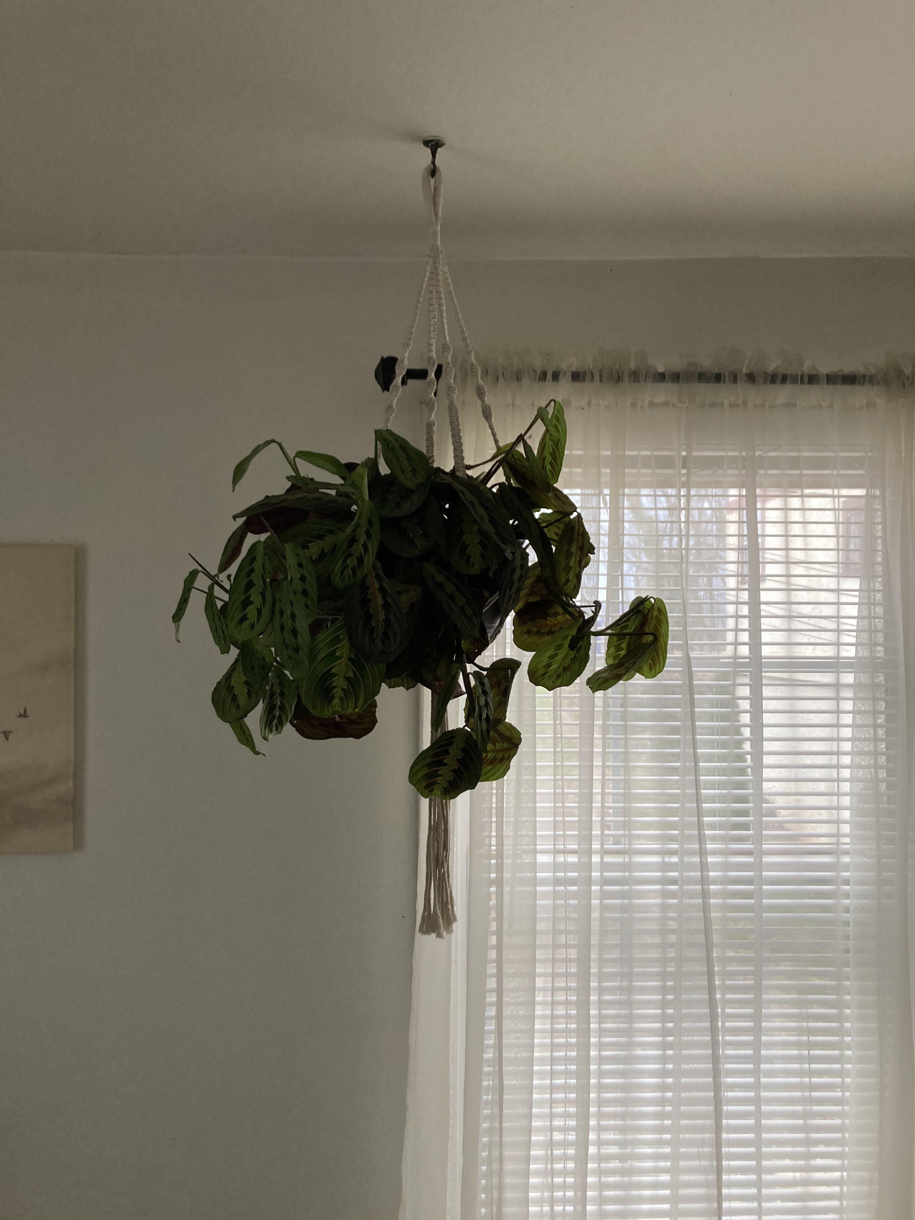 Is my prayer plant getting too much light right here? East facing