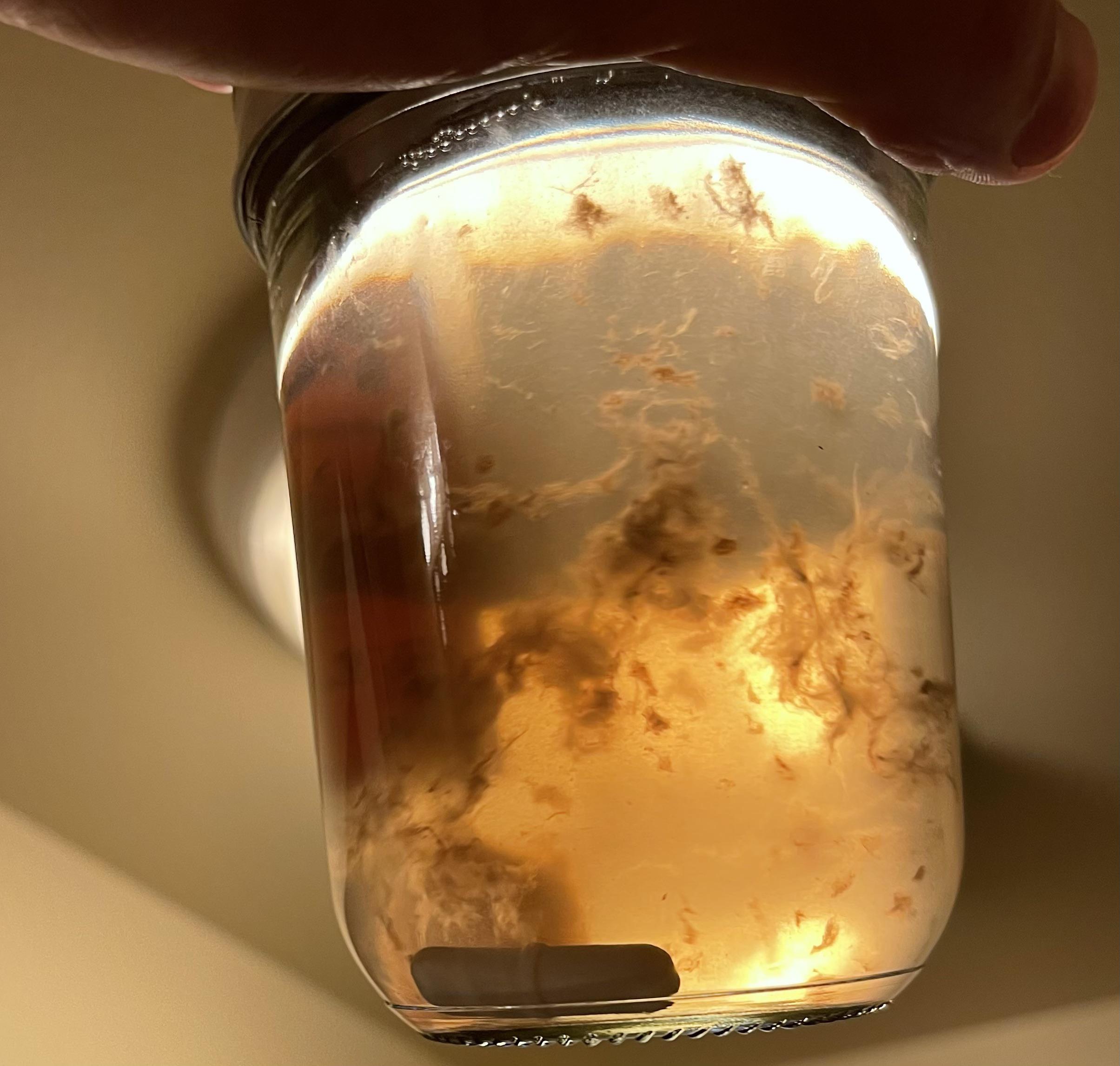 Pan Cyan Estero LC(in progress) r/shroomery