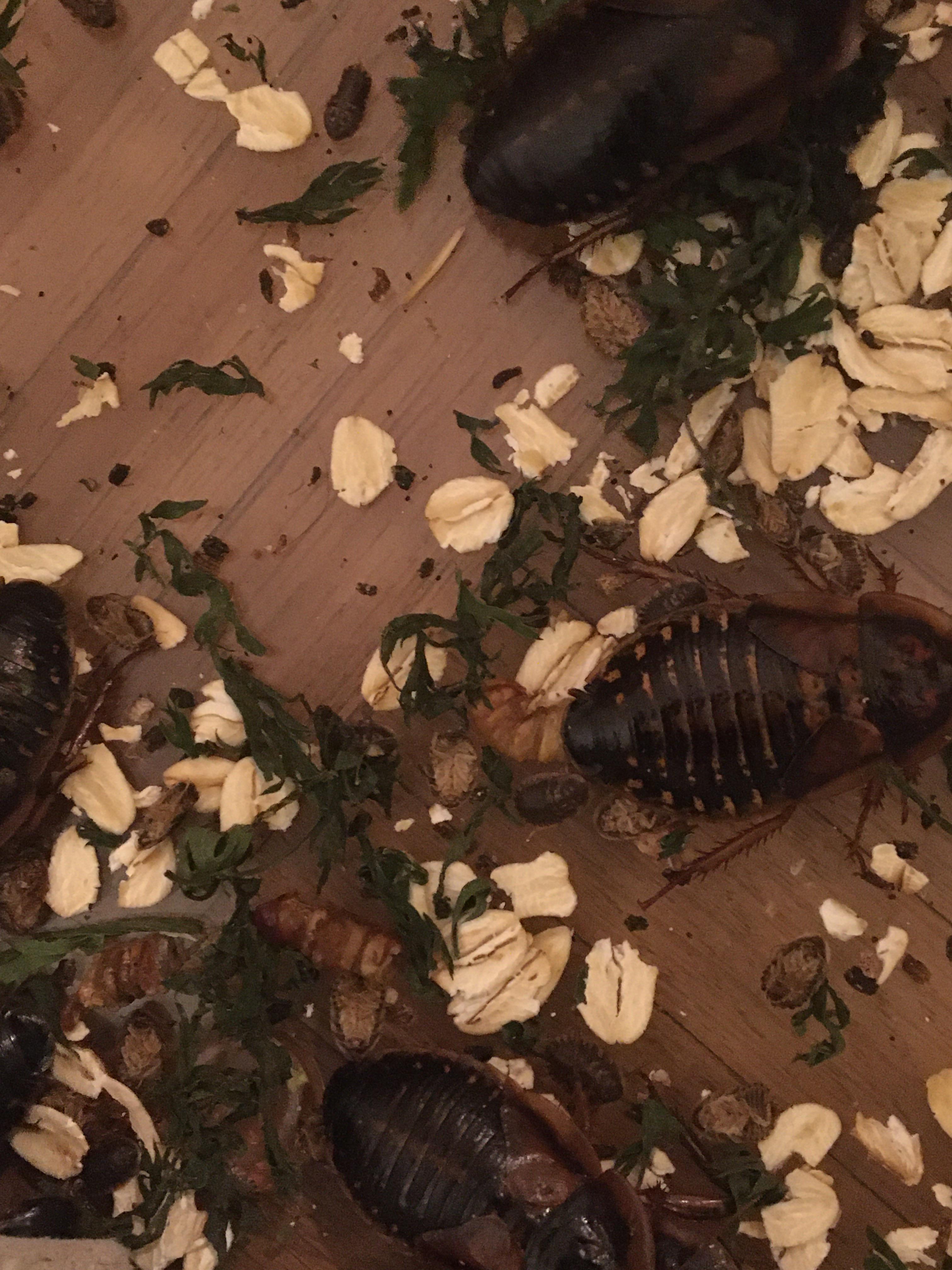 Strange worms in dubia colony, does anyone know what these are? Do I