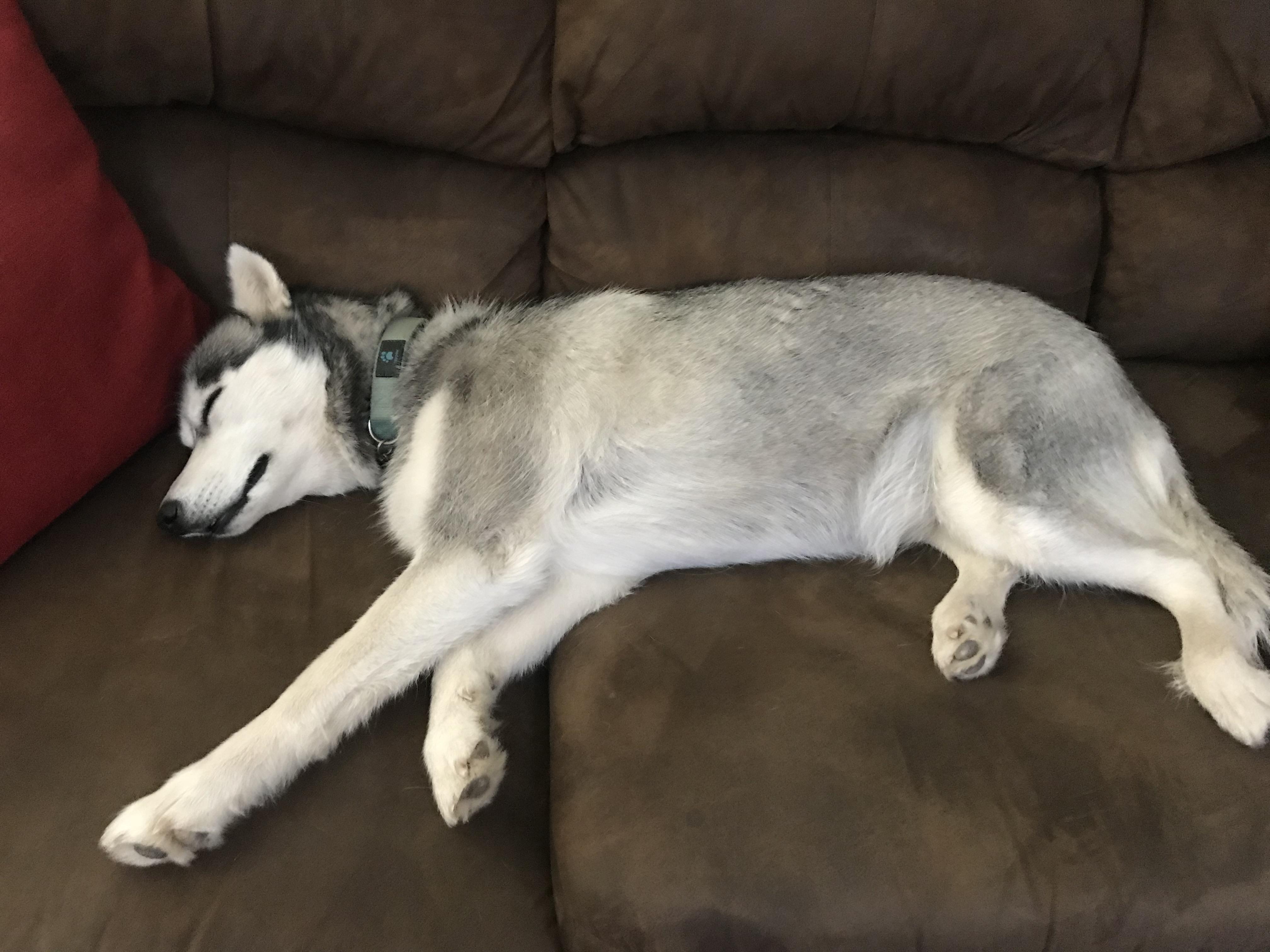 “Don’t get husky” they said. “They require too much attention” they