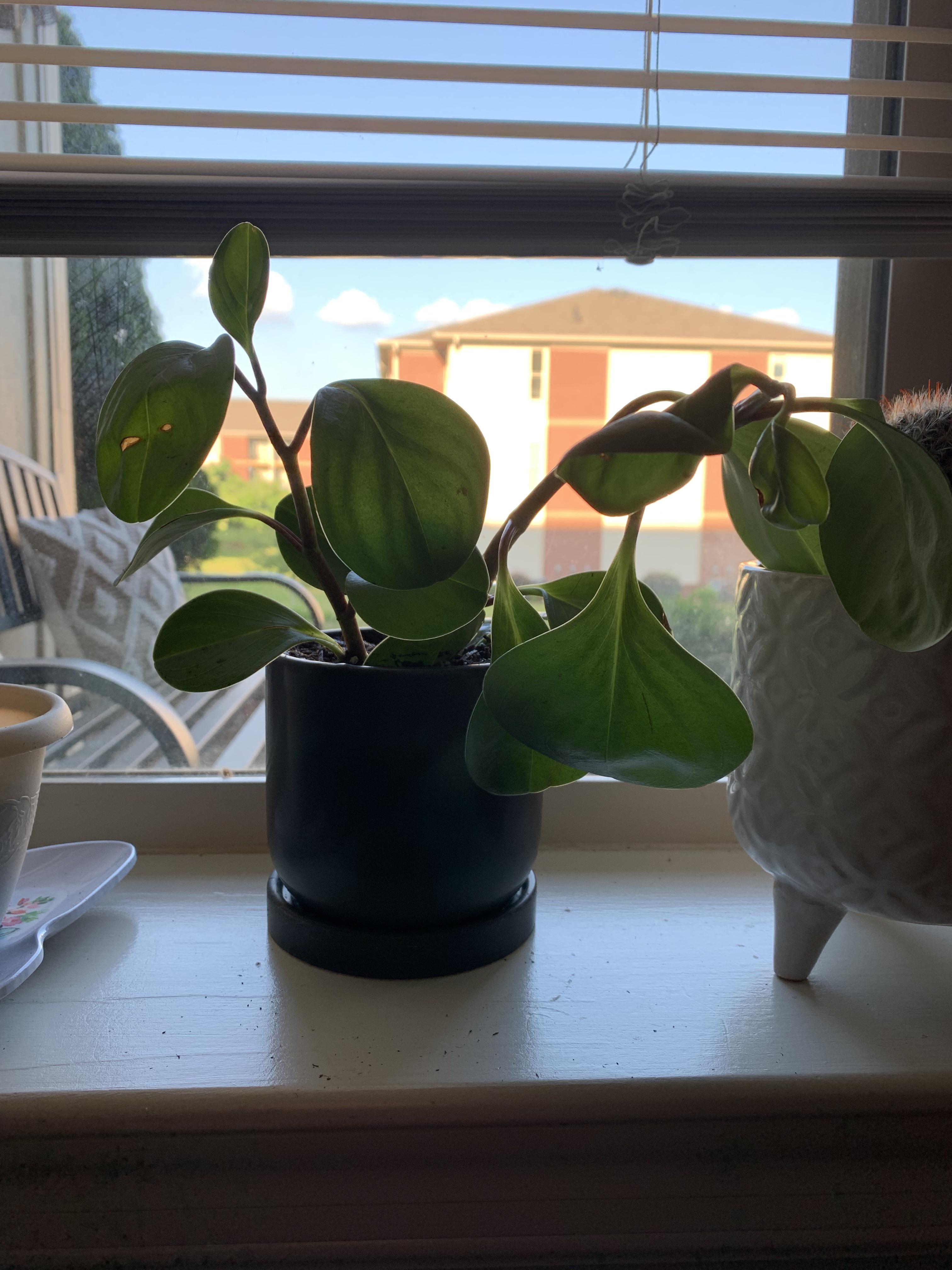Help needed with baby rubber tree plant why is it wilting? r
