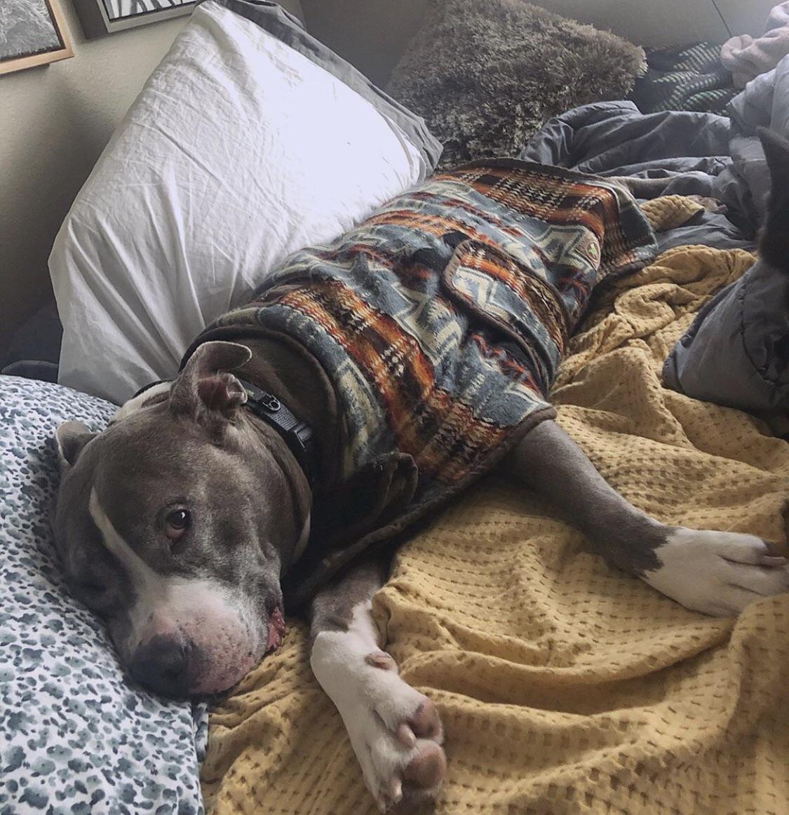 Guys I love my dog so much it hurts pitbulls