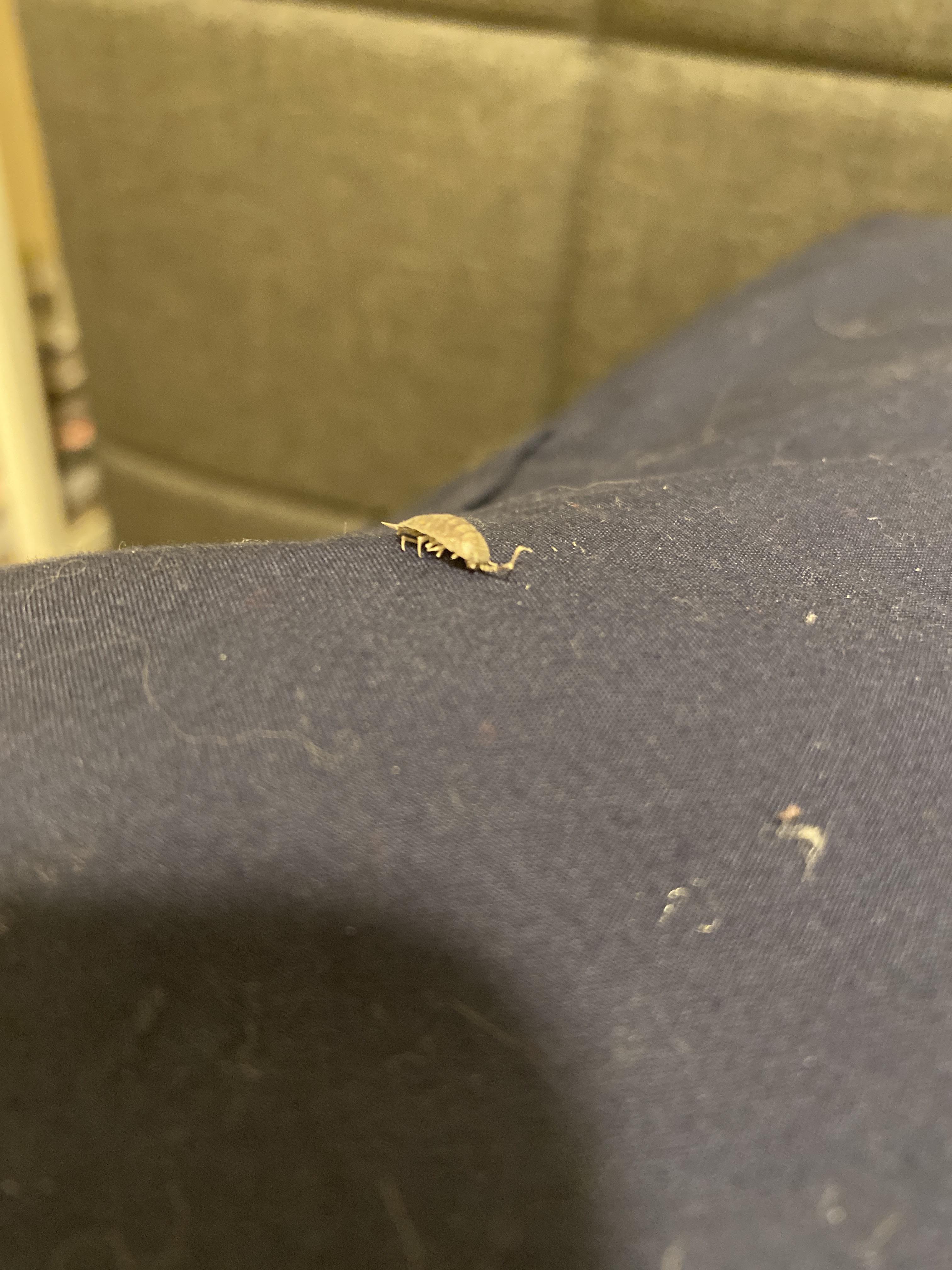 Just found a single dead potential bed bug on my pillow. Zero signs of