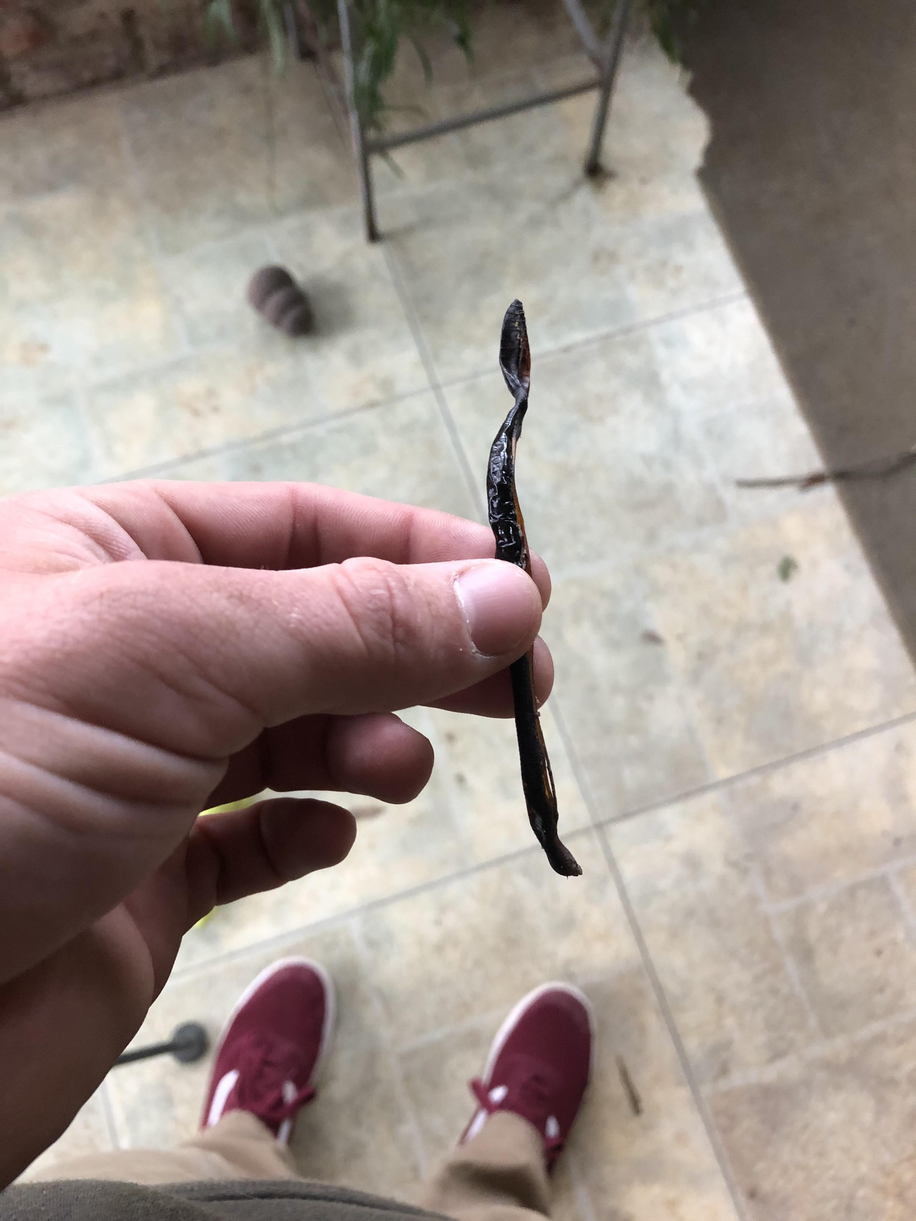 This dried worm on my back porch actually looks like a trick worm r/bassfishing