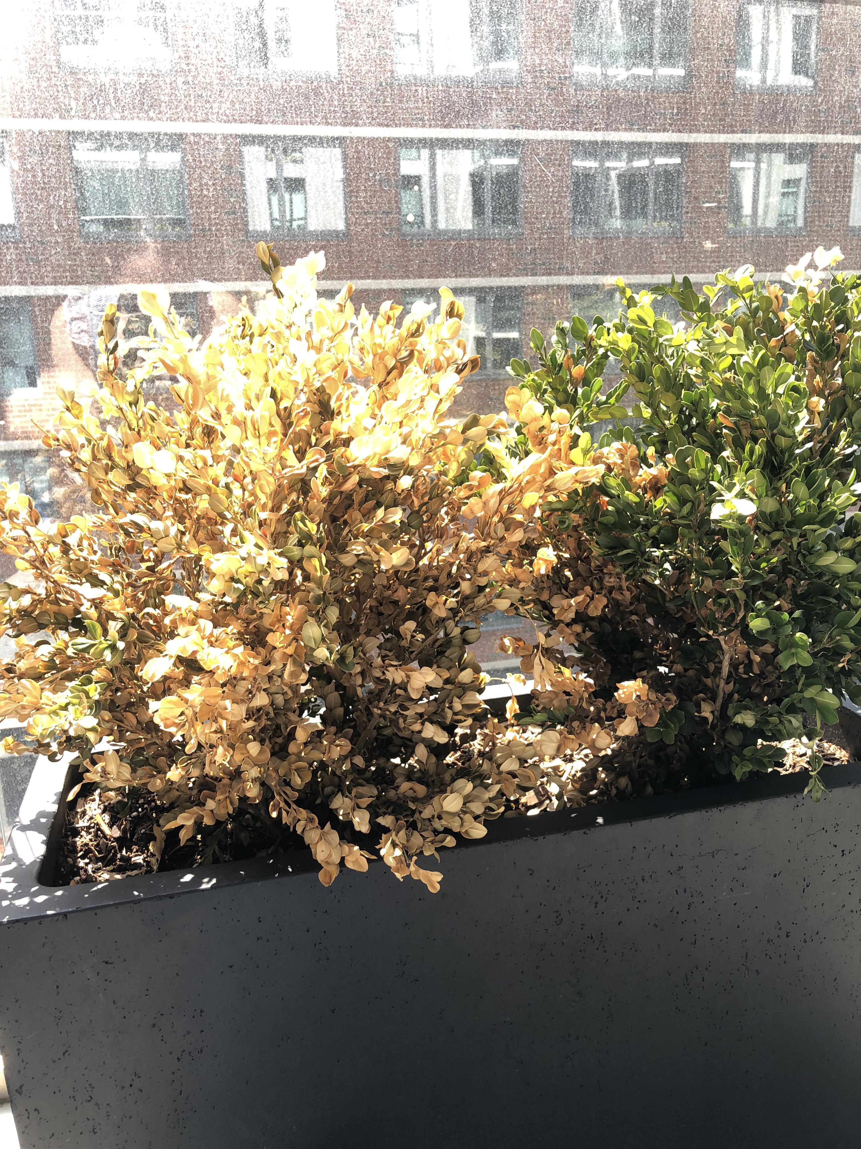 Help! What’s happening to my boxwood?! Too much water?! Too little