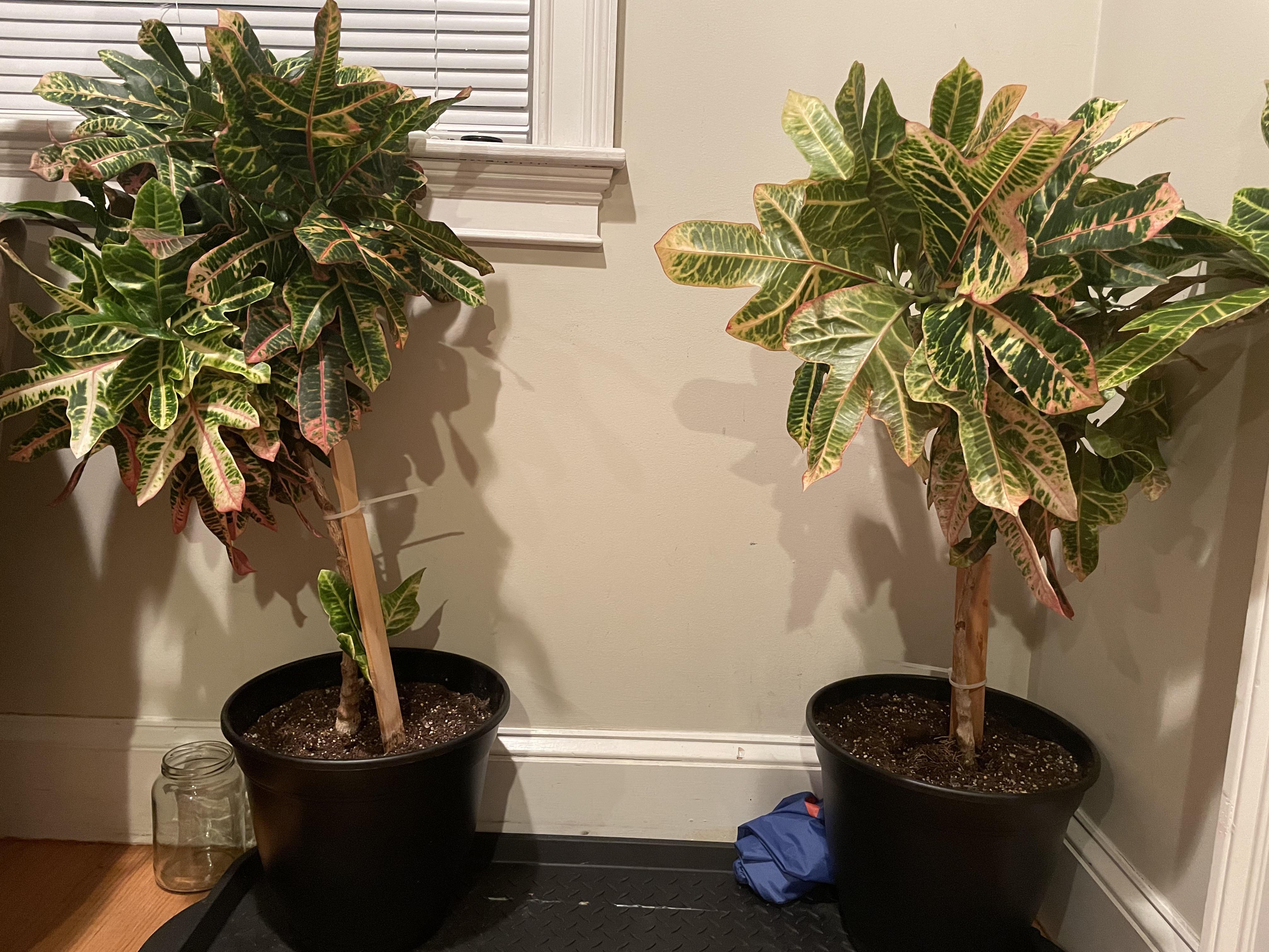 Help with top heavy plants r/plants