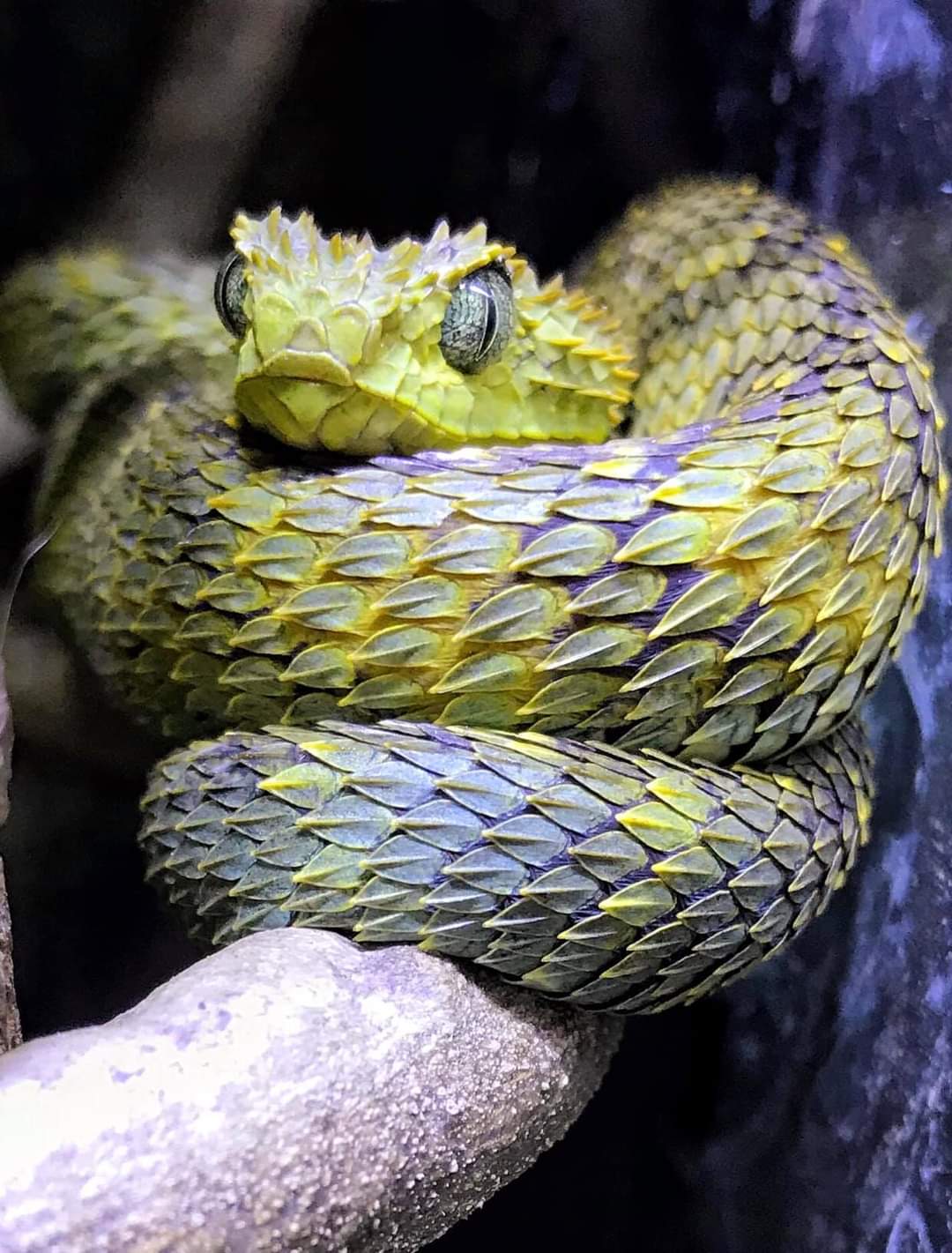 Toxic Artichoke r/forbiddensnacks