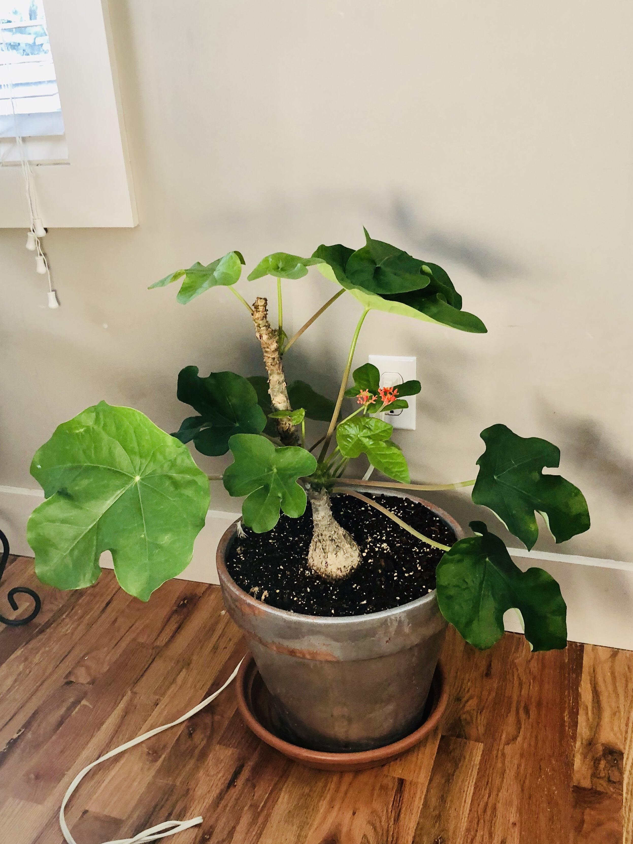 Grew this guy from just a leaf Buddha Belly Plant
