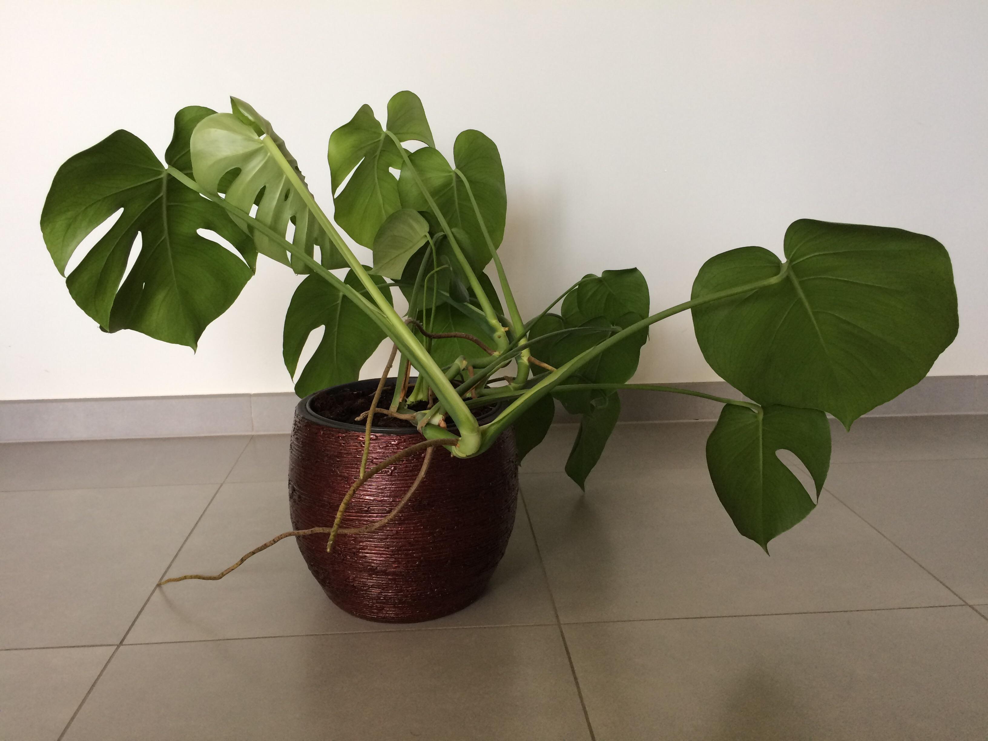 Time to get a pole for my monstera, the air roots are growing mad fast