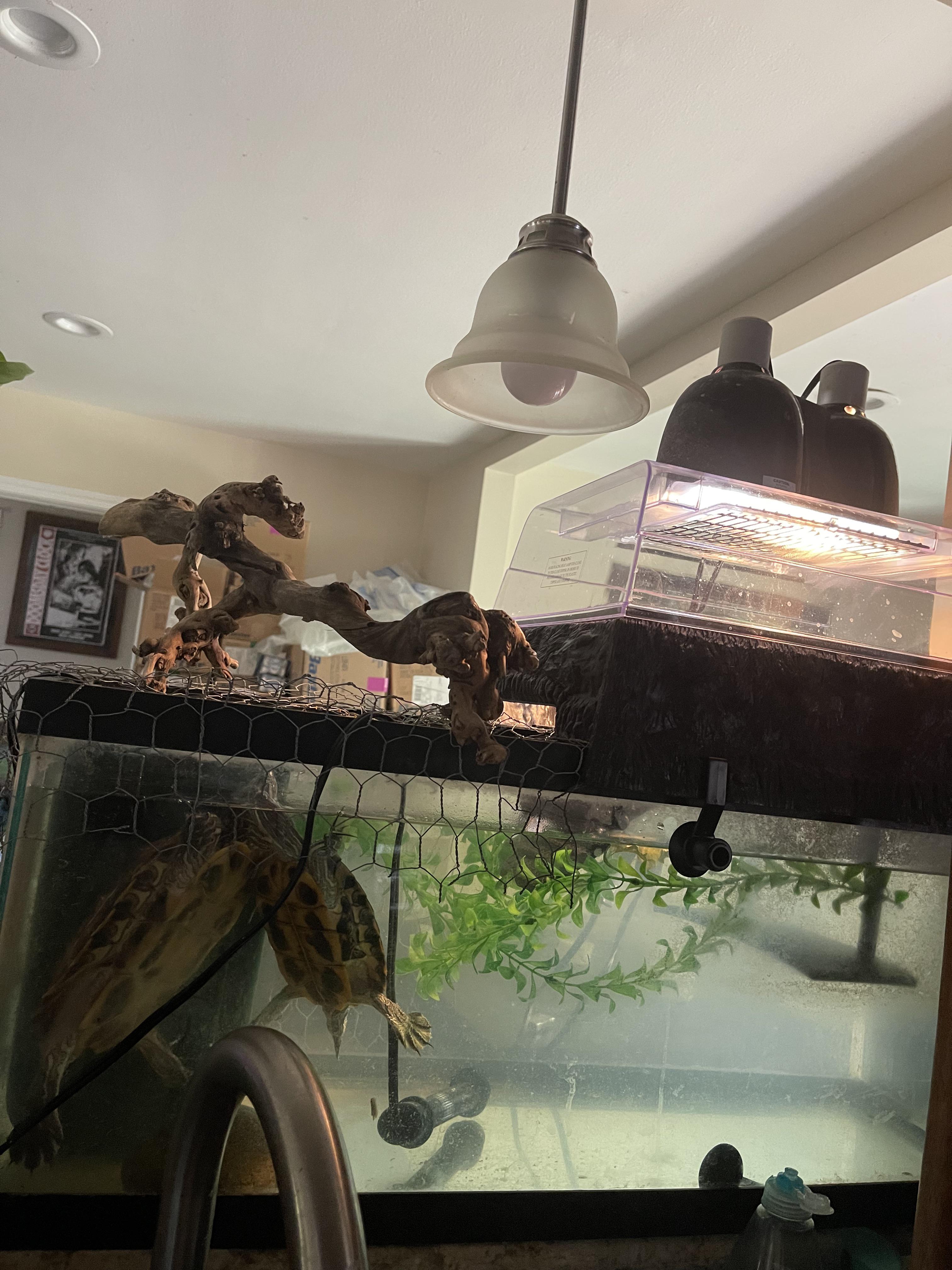 I rescued this two babies I already have a 100 gallon with 2 RES but