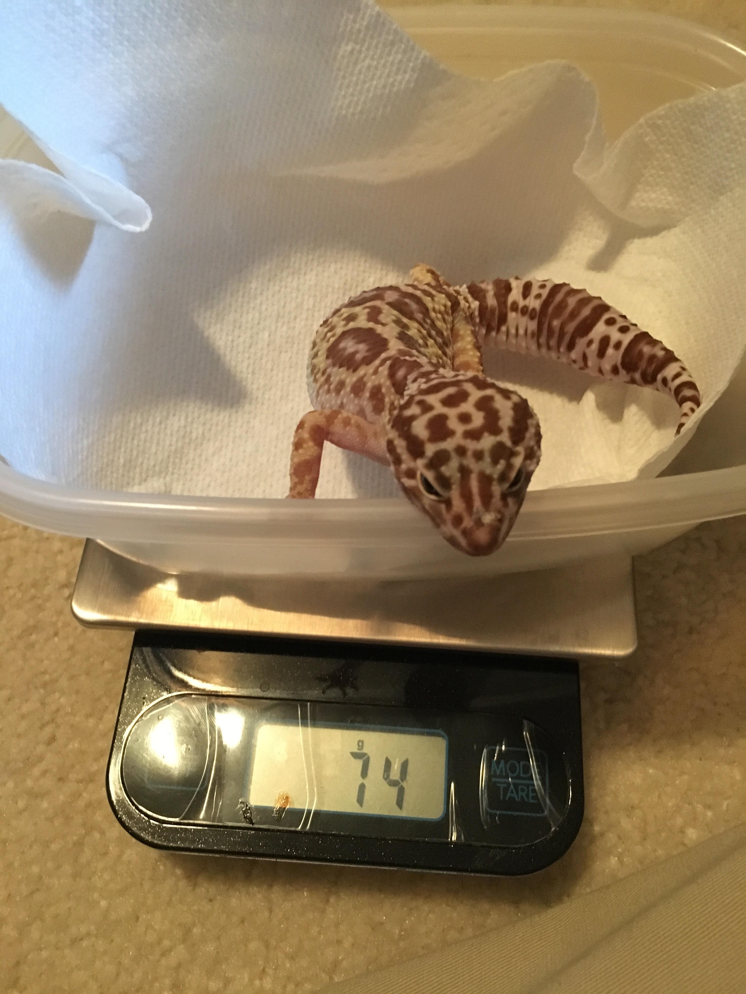 Does my leopard gecko look healthy? She’s about 9 inches long and