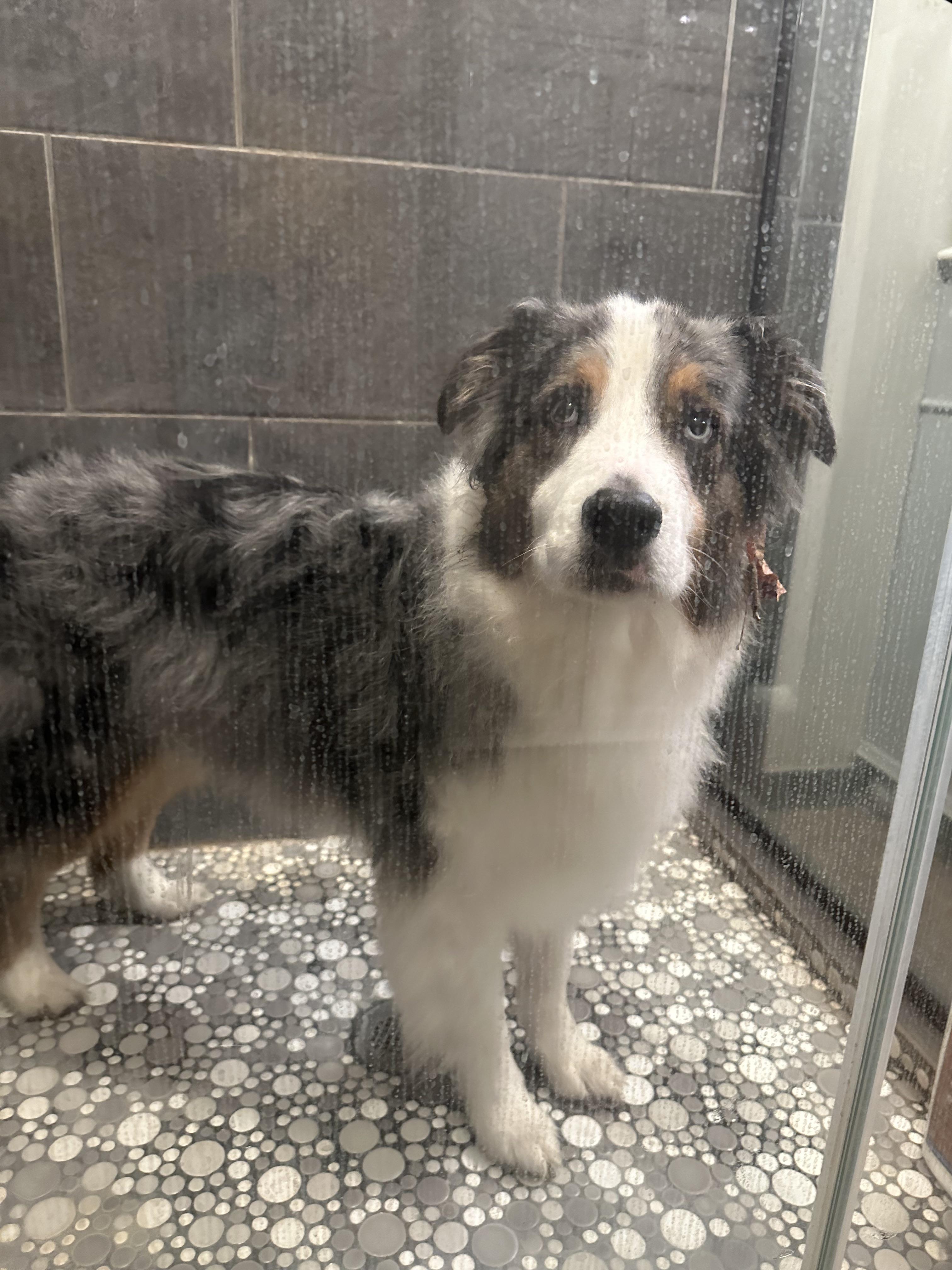 Slight photo post of shame. Quinoa rolled in poop and it’s time for a