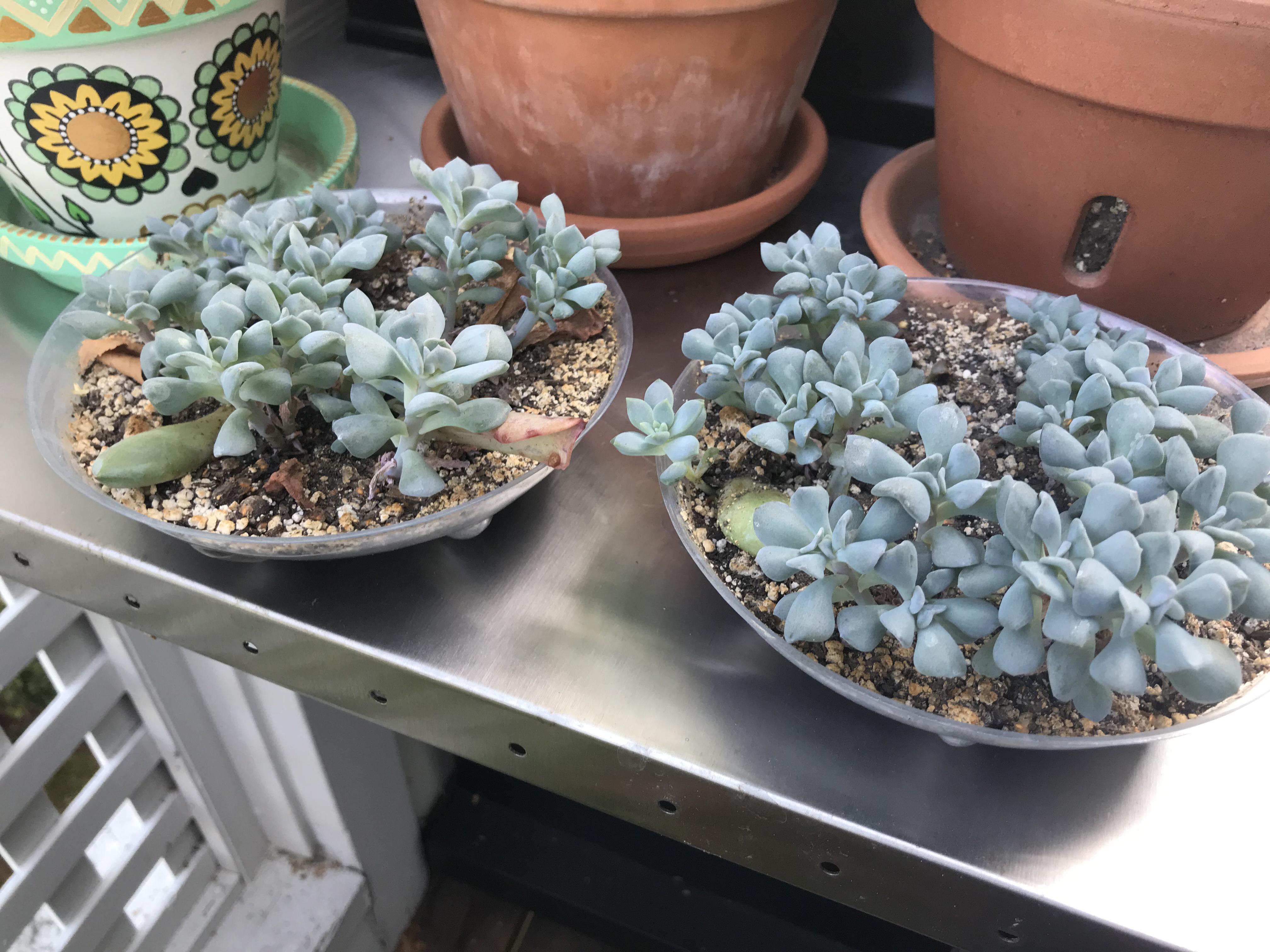 Lovingly neglected Echeveria ‘Cubic Frost’ props r/proplifting