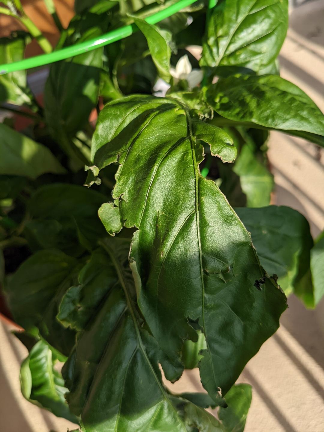 Who is eating my pepper plant? r/plantclinic