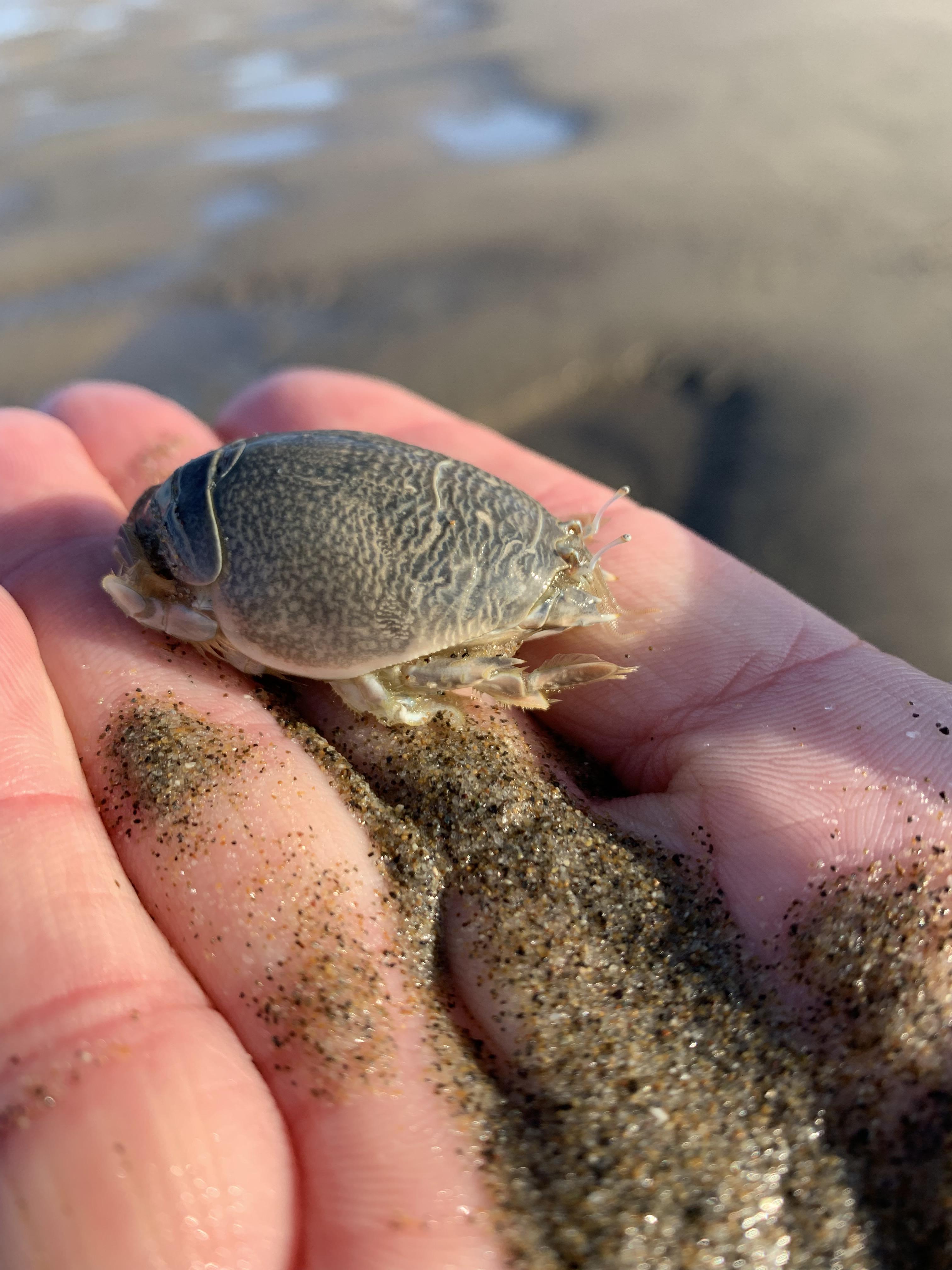 [Manzanita, Oregon, USA] Ocean shore denizen at very low tide. Buries