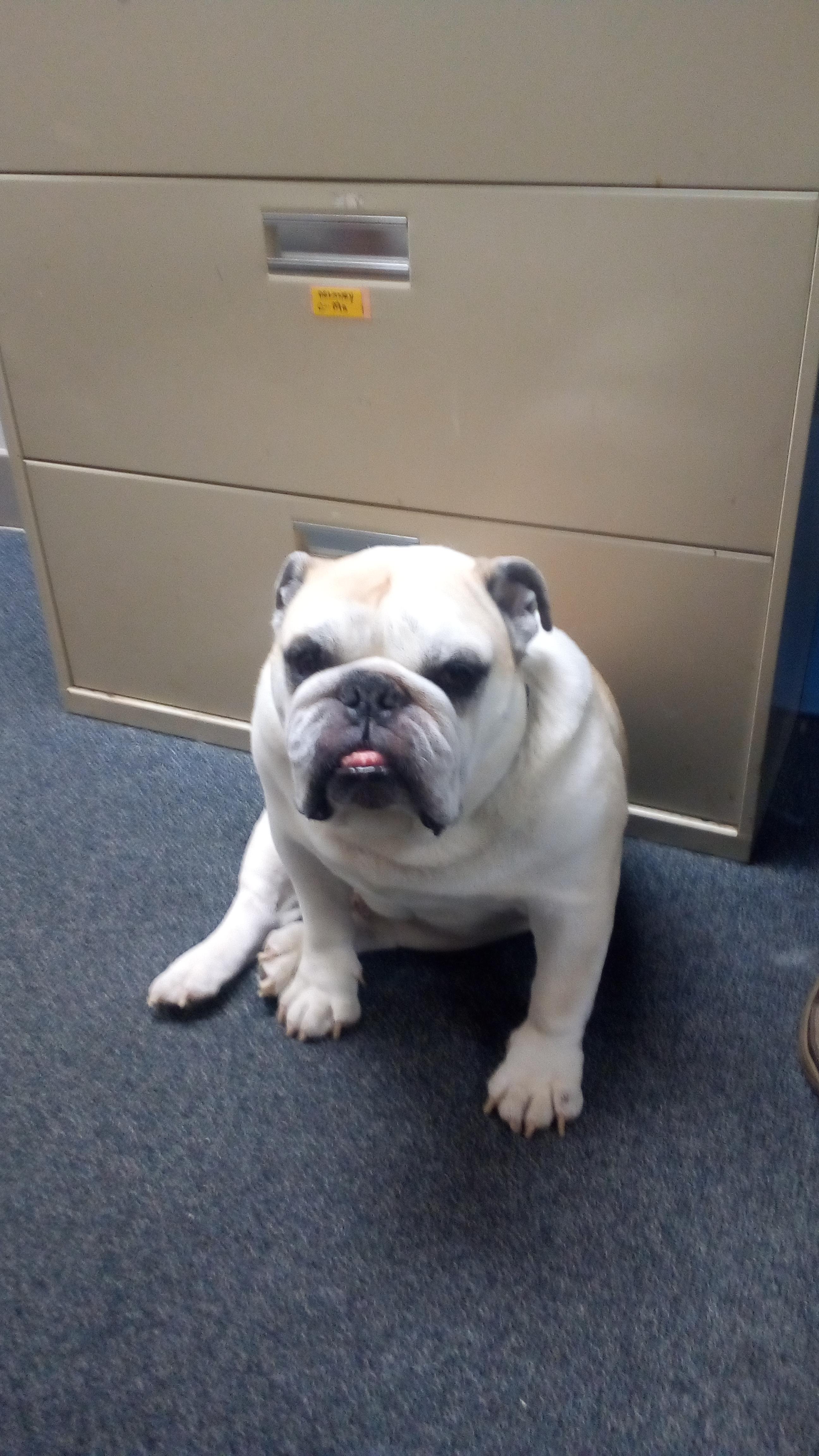 Best office dog ever! r/dogpictures