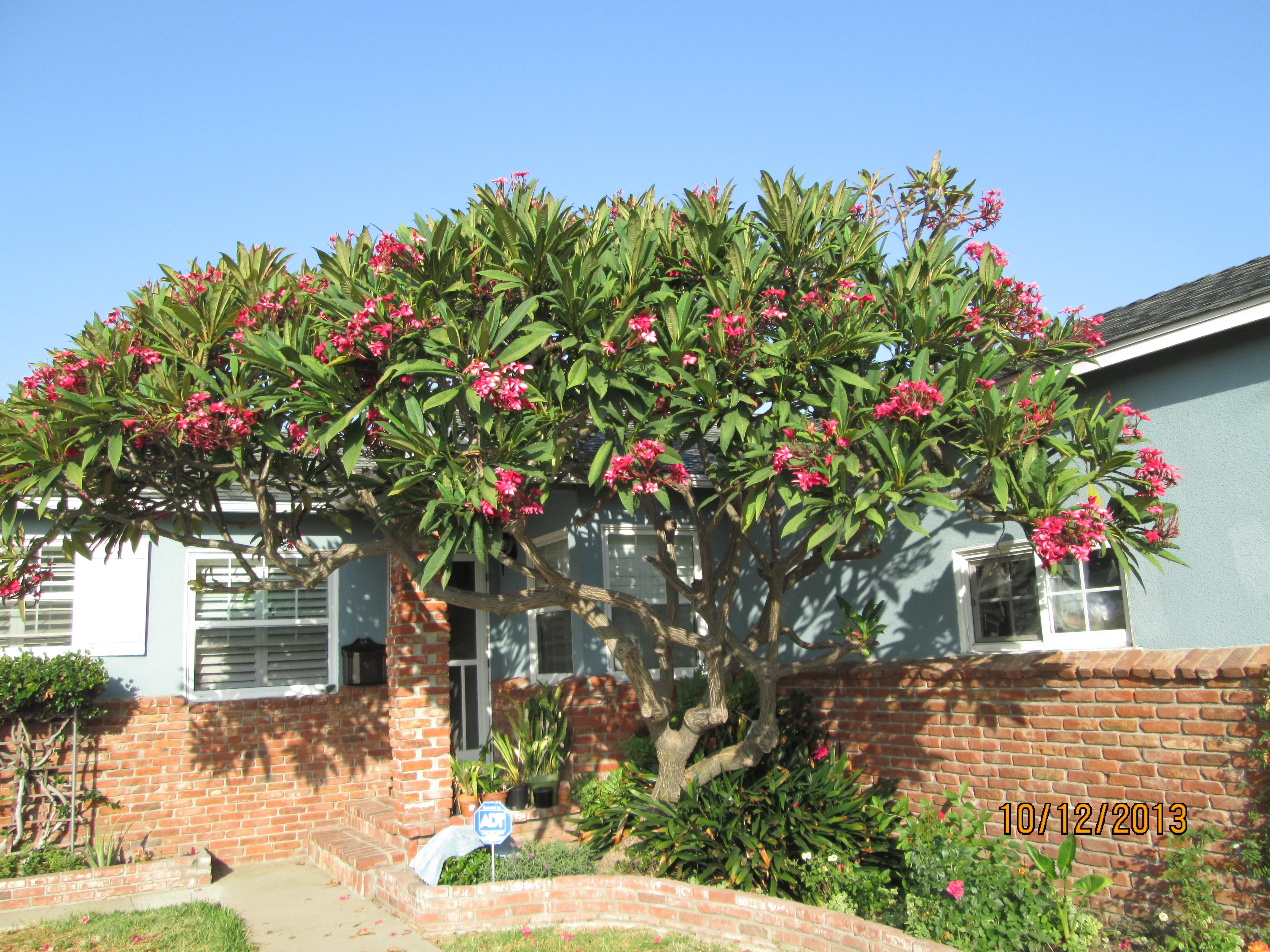 A 25 year Old Plumeria in Southern California, Torrance Area r/gardening