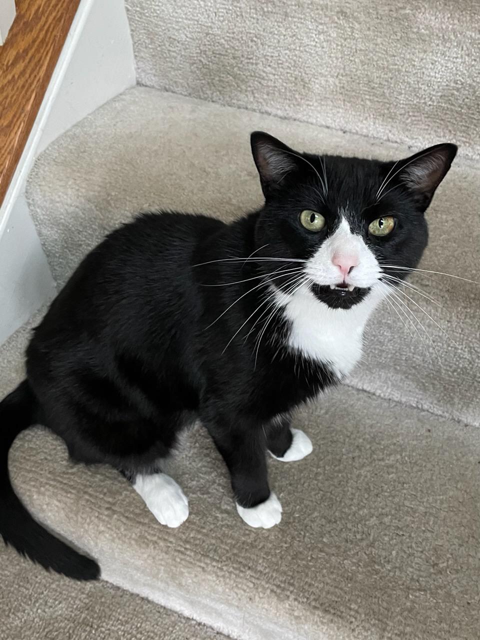 Missing Cat Hancock Place Northeast Leesburg VA(by Edward's ferry and