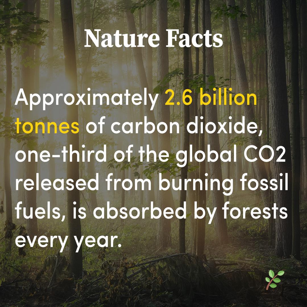 Nature Facts 001 r/natureville