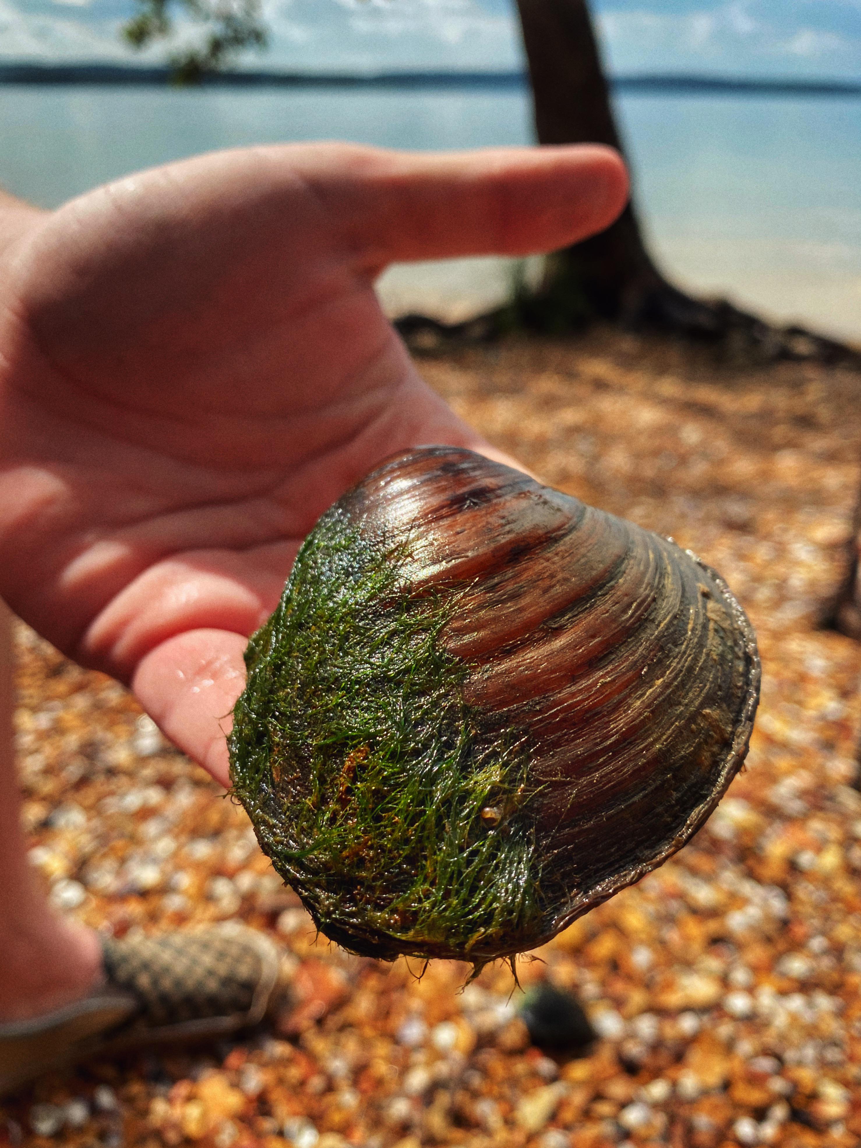 🐚 Freshwater mussels of Kentucky Lake. Did you know that these kinds of
