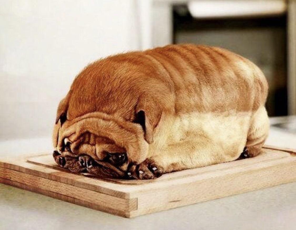 A Dog Thats Look Like Bread