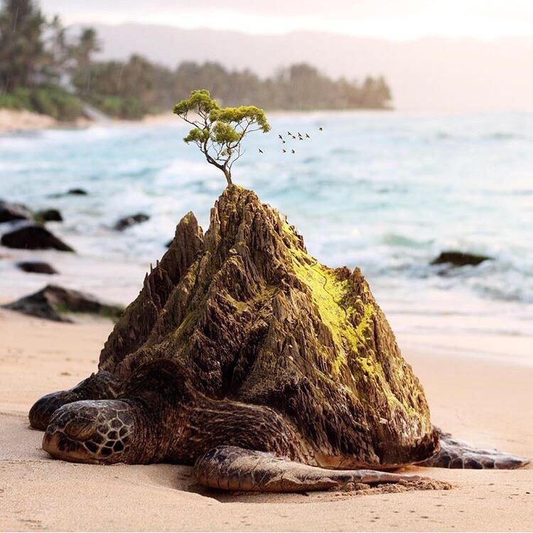 Turtle with tree on it ImaginaryTurtleWorlds