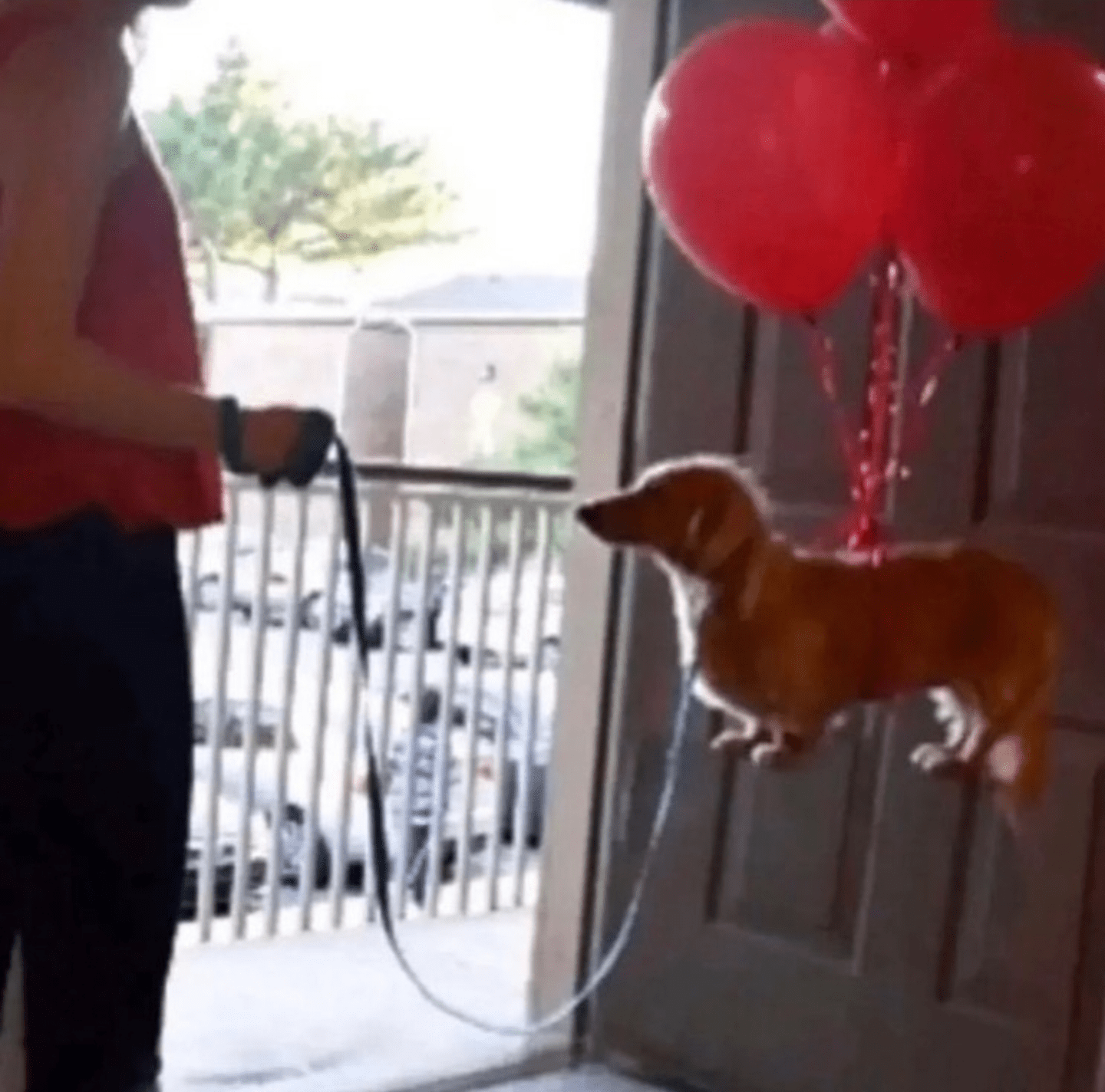 [REQUEST] Approximately how much does this dog weigh? r/theydidthemath