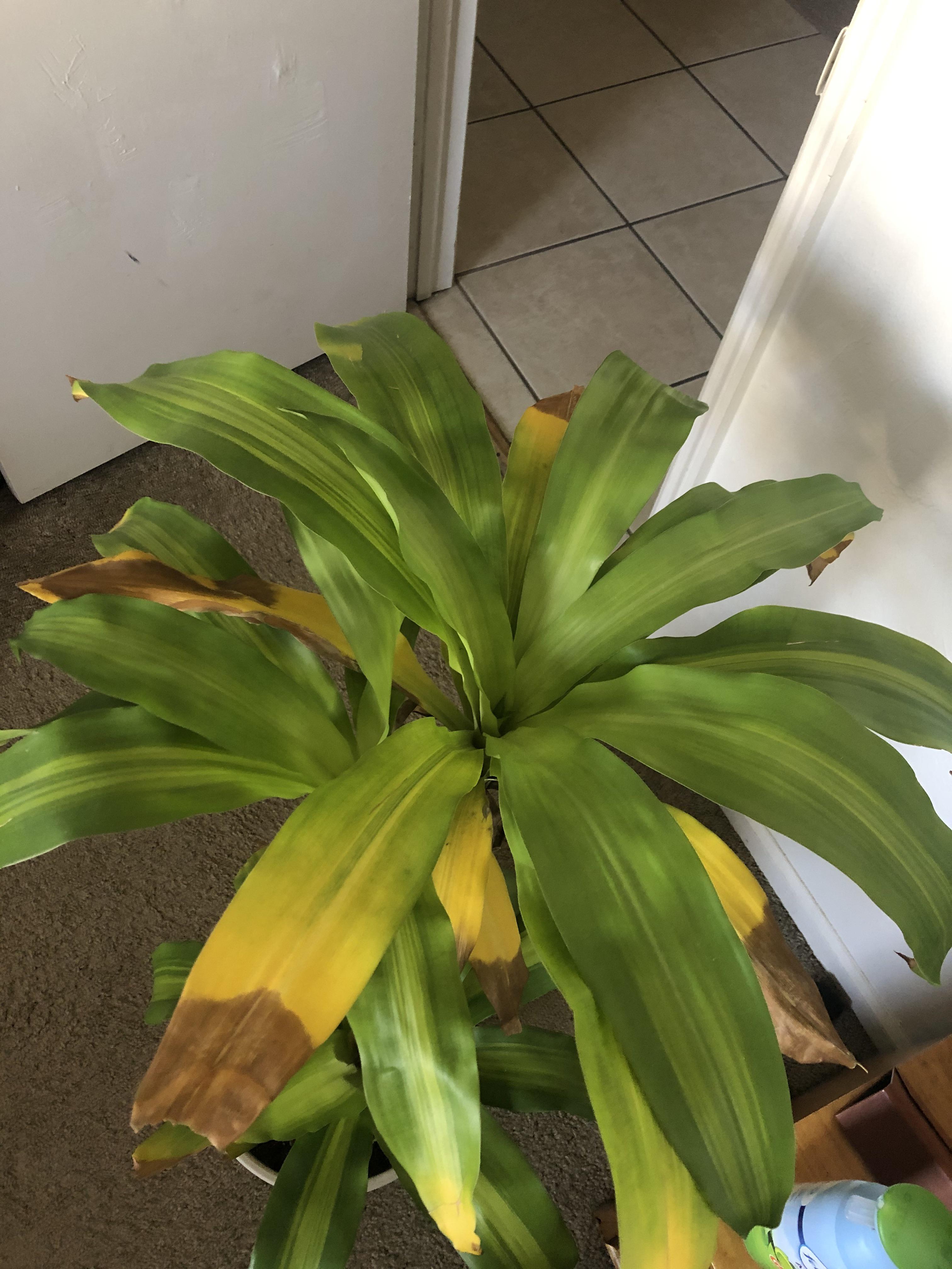 Some of the leaves on my Dracaena Massangeana are starting to turn