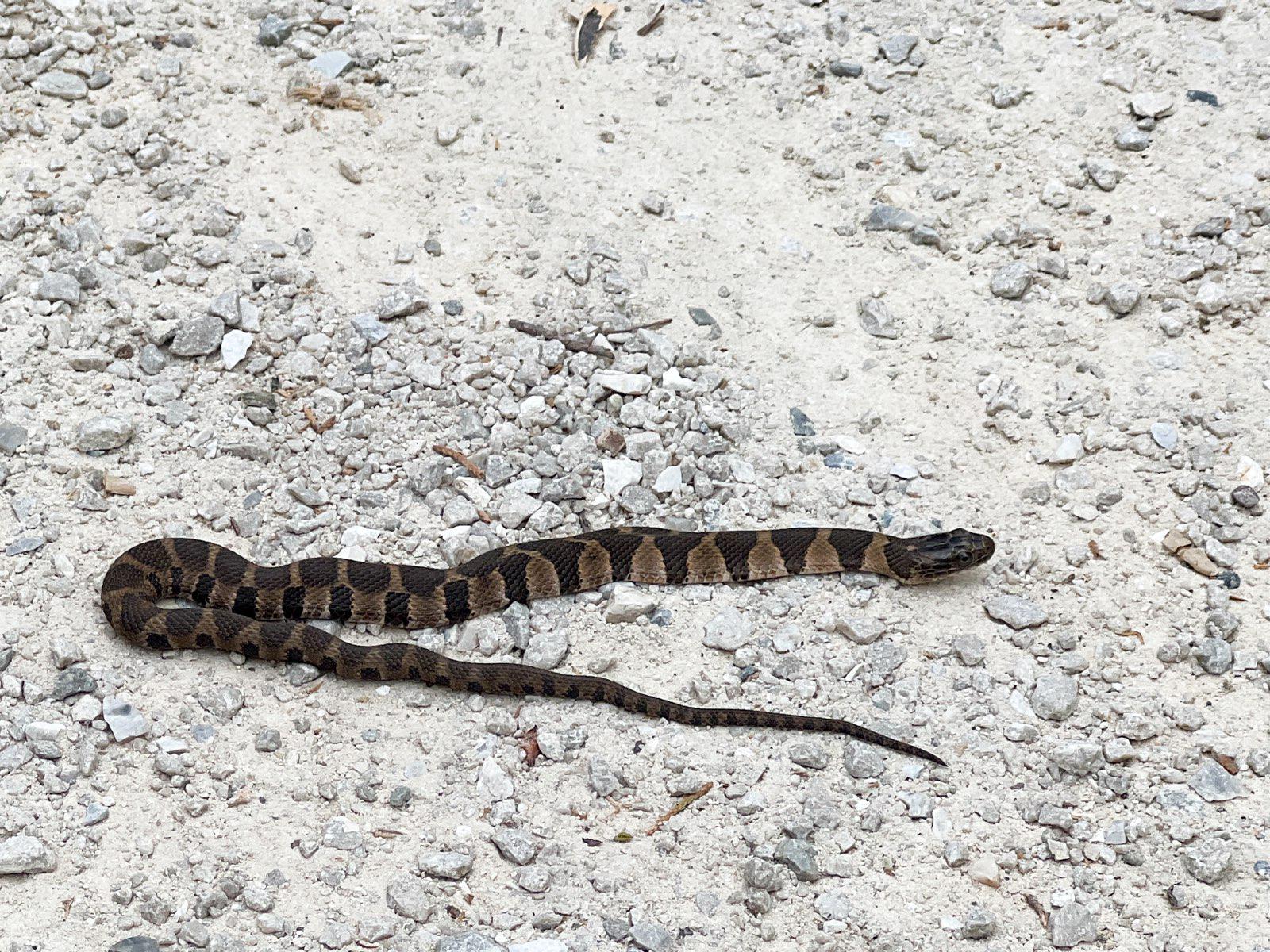 Copperhead or Watersnake? Or??? [Northern Arkansas] r/whatsthissnake