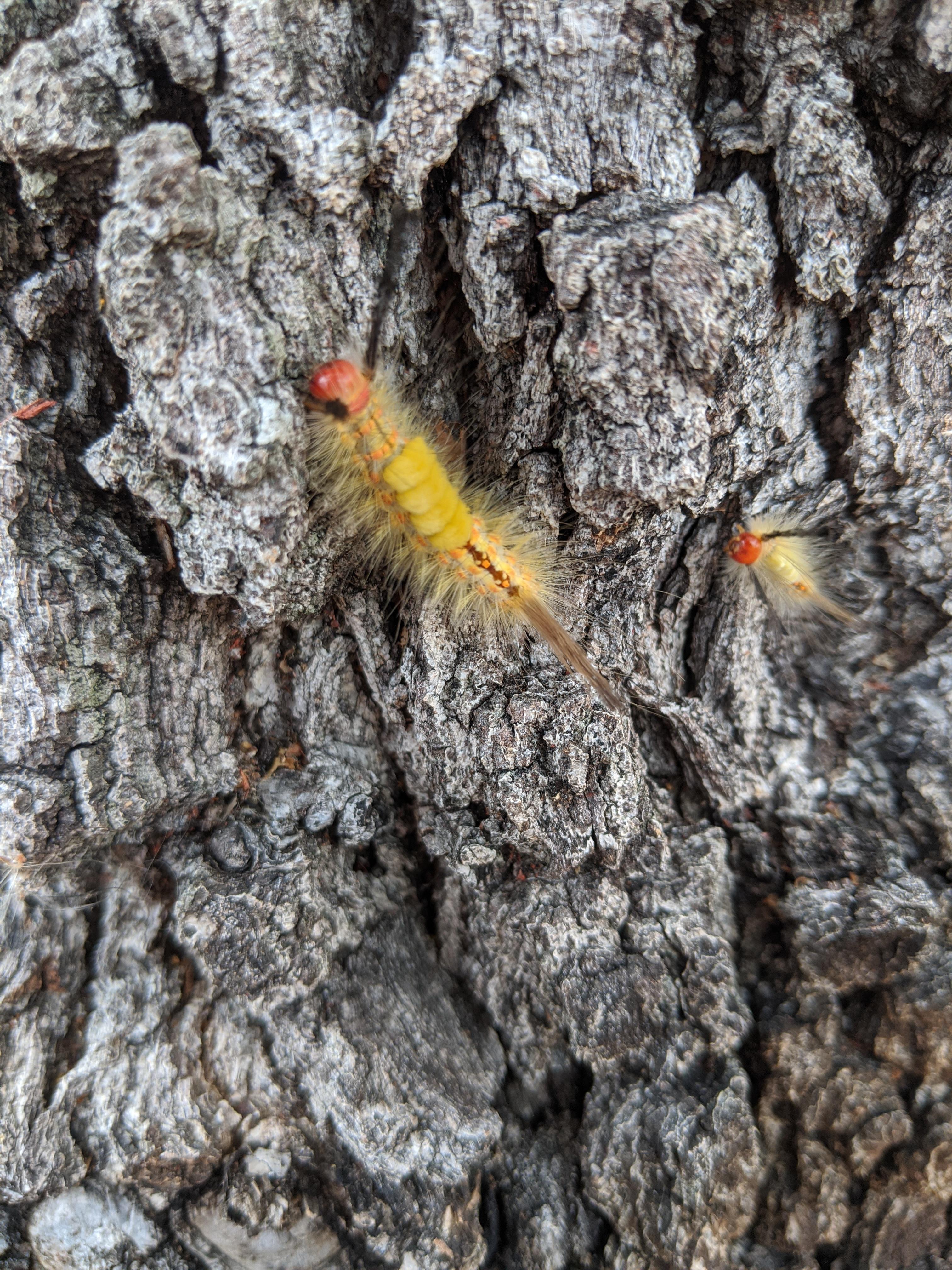 What are these little caterpillars that are everywhere right now? Not