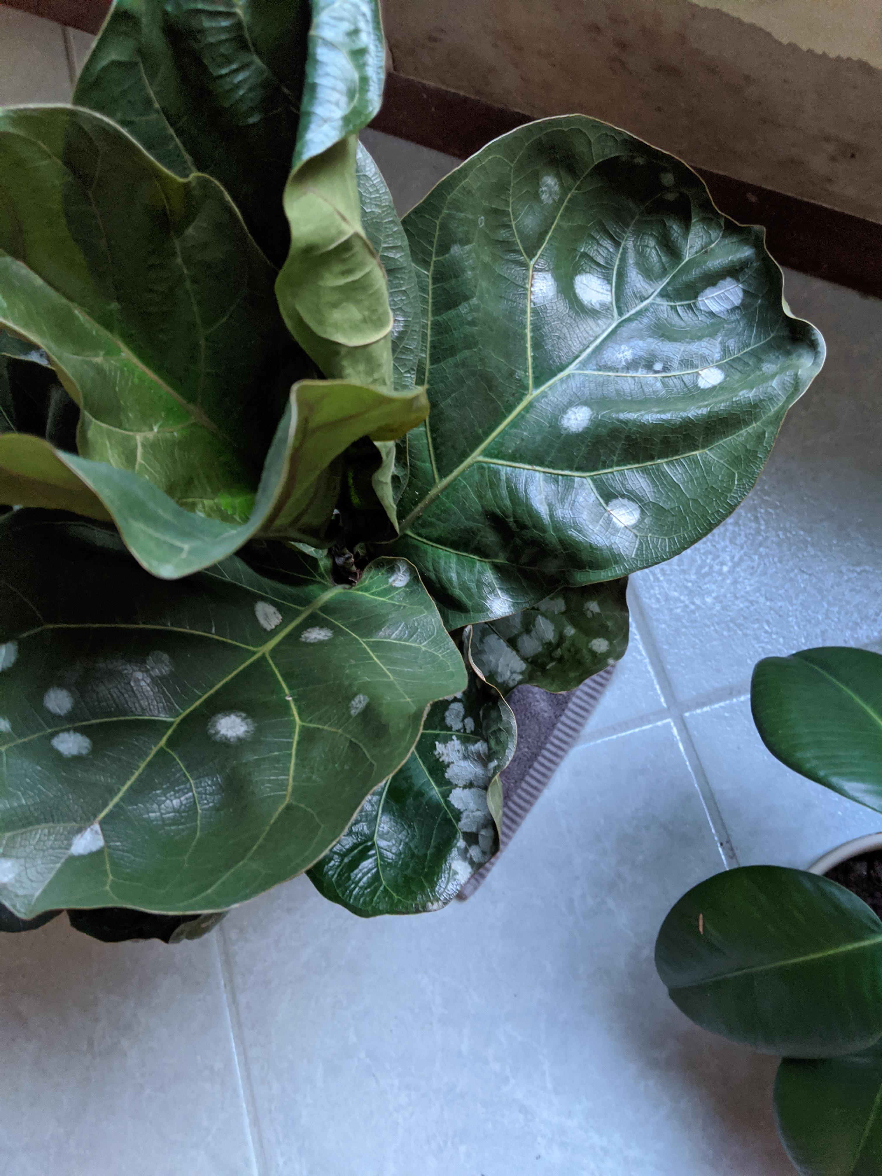 Fiddle Leaf Fig Tree Care Reddit / Help What S Wrong With My Fiddle