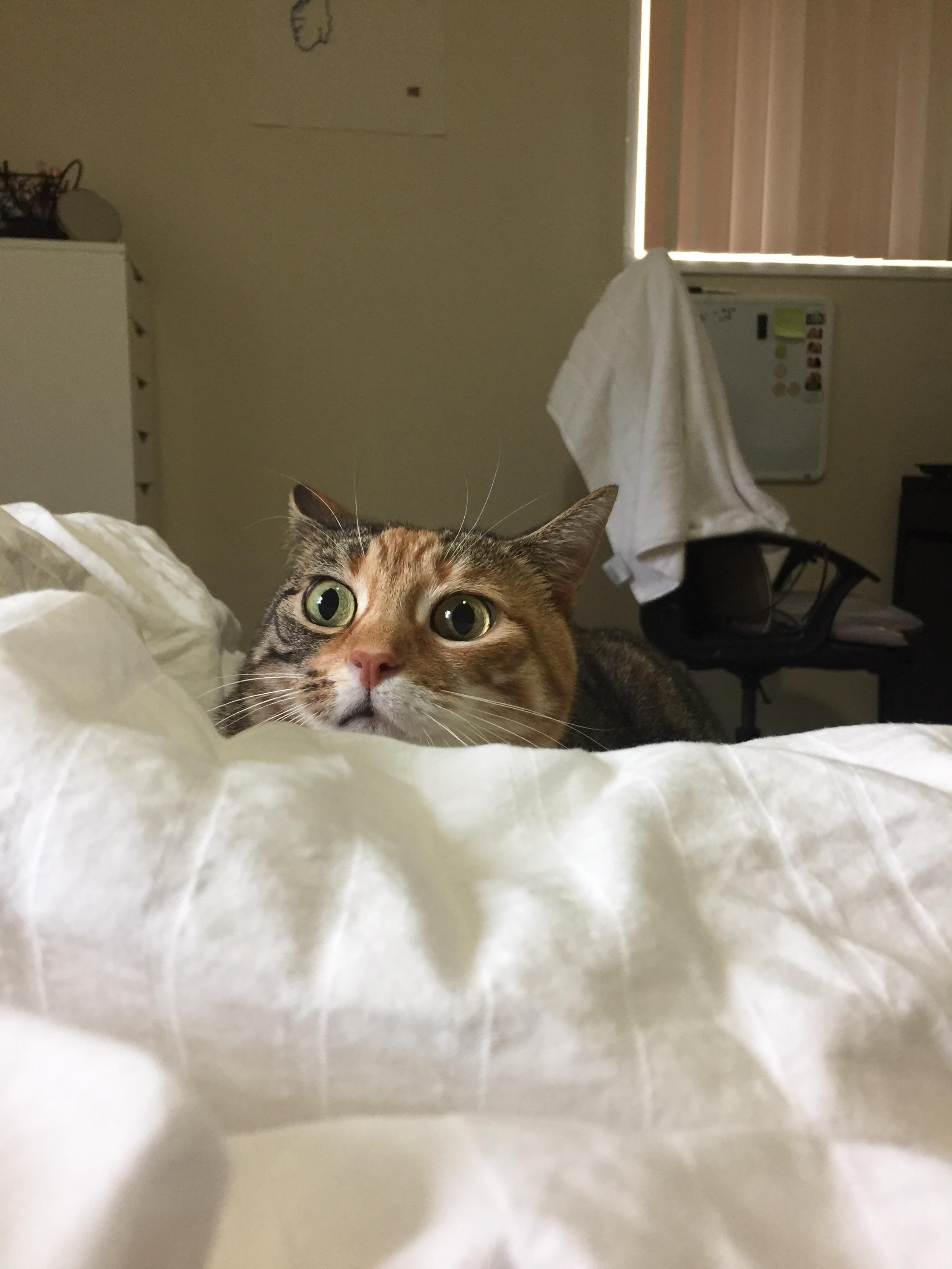 My cat is constantly startled, especially after a hand moves under the