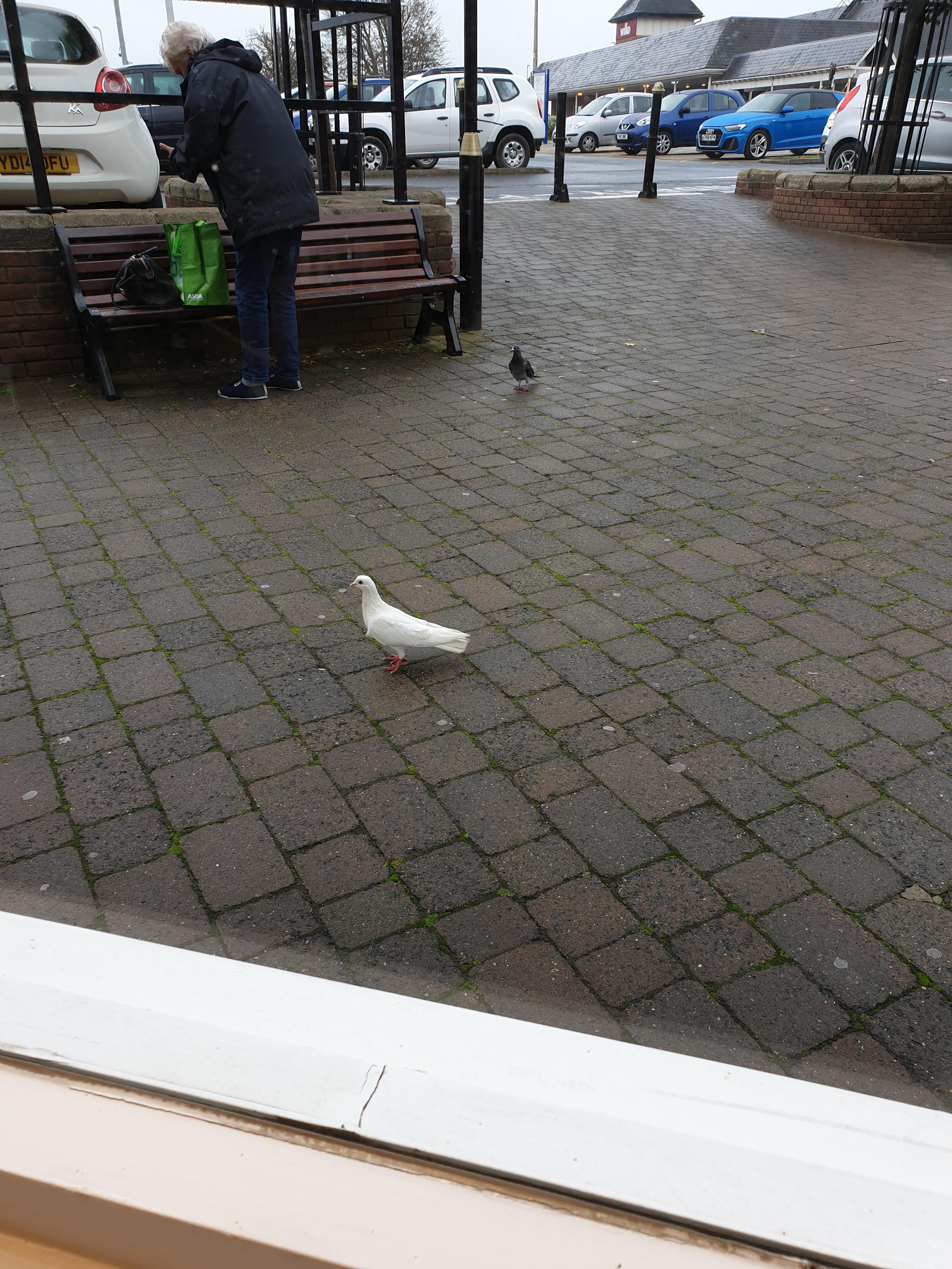 A rare albino pigeon in its natural habitat r/CasualUK