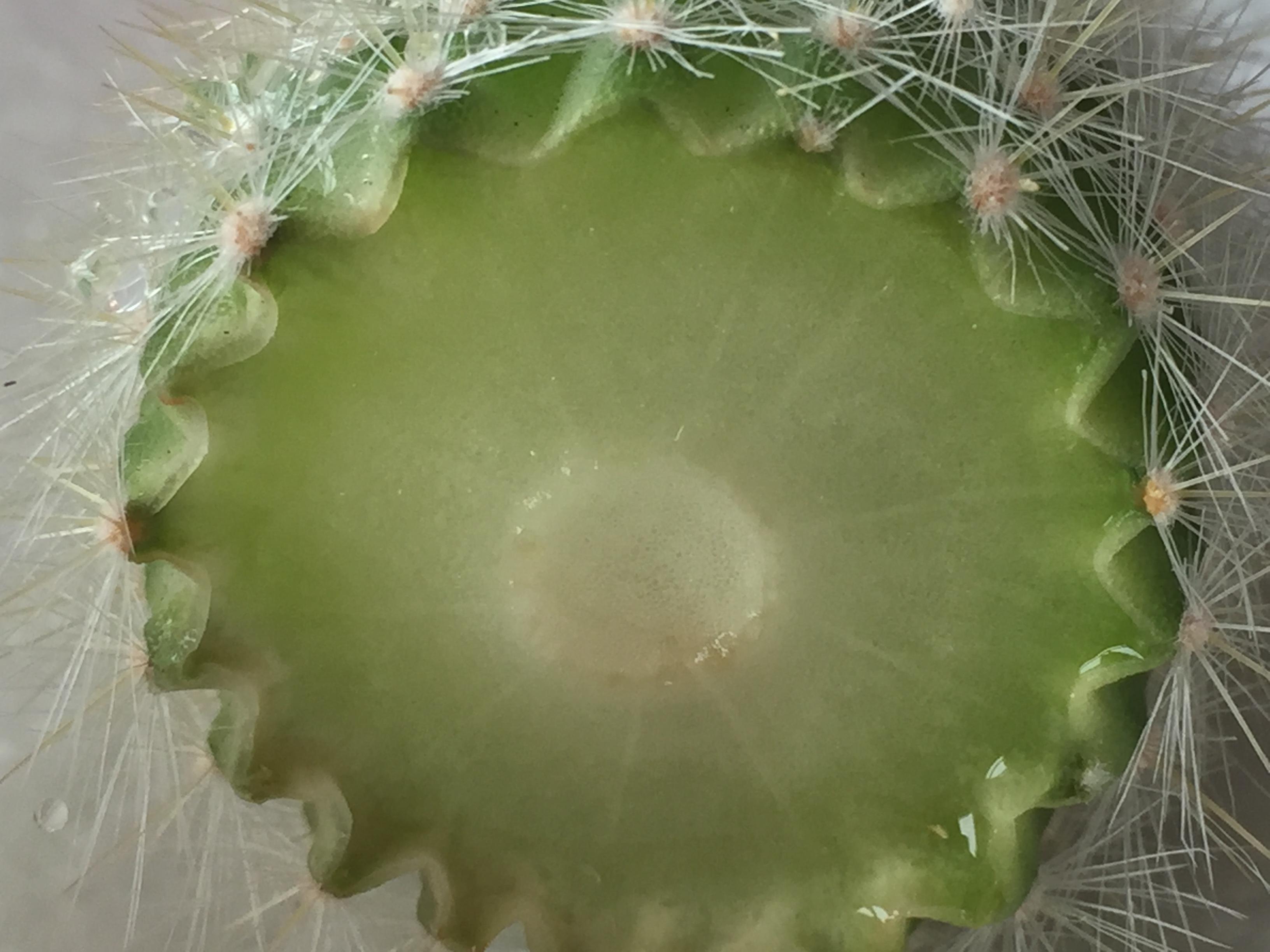 How Do You Callus A Cut End On Cactus In most cases, you'll get faster and more predictable