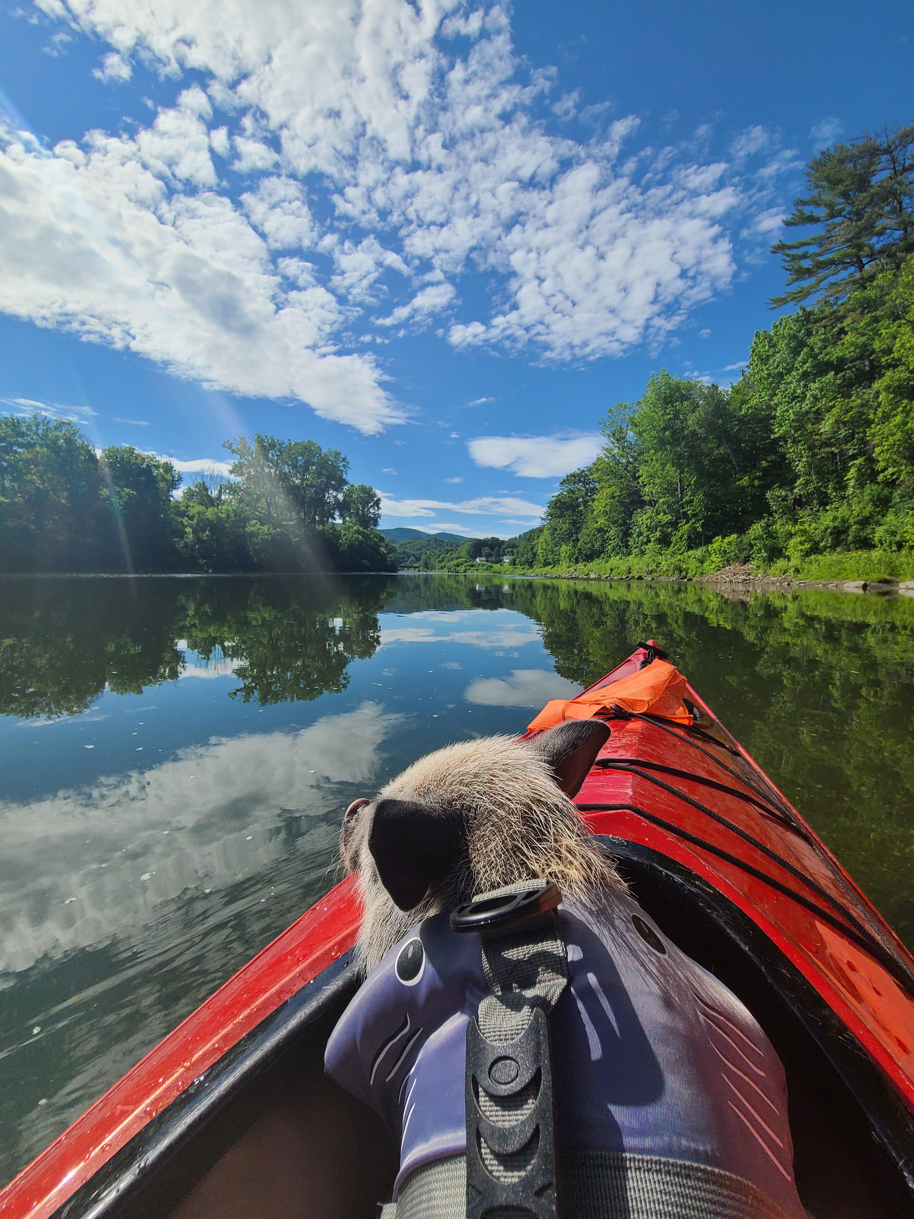 Pig in a kayak. Royalton, VT. r/Kayaking