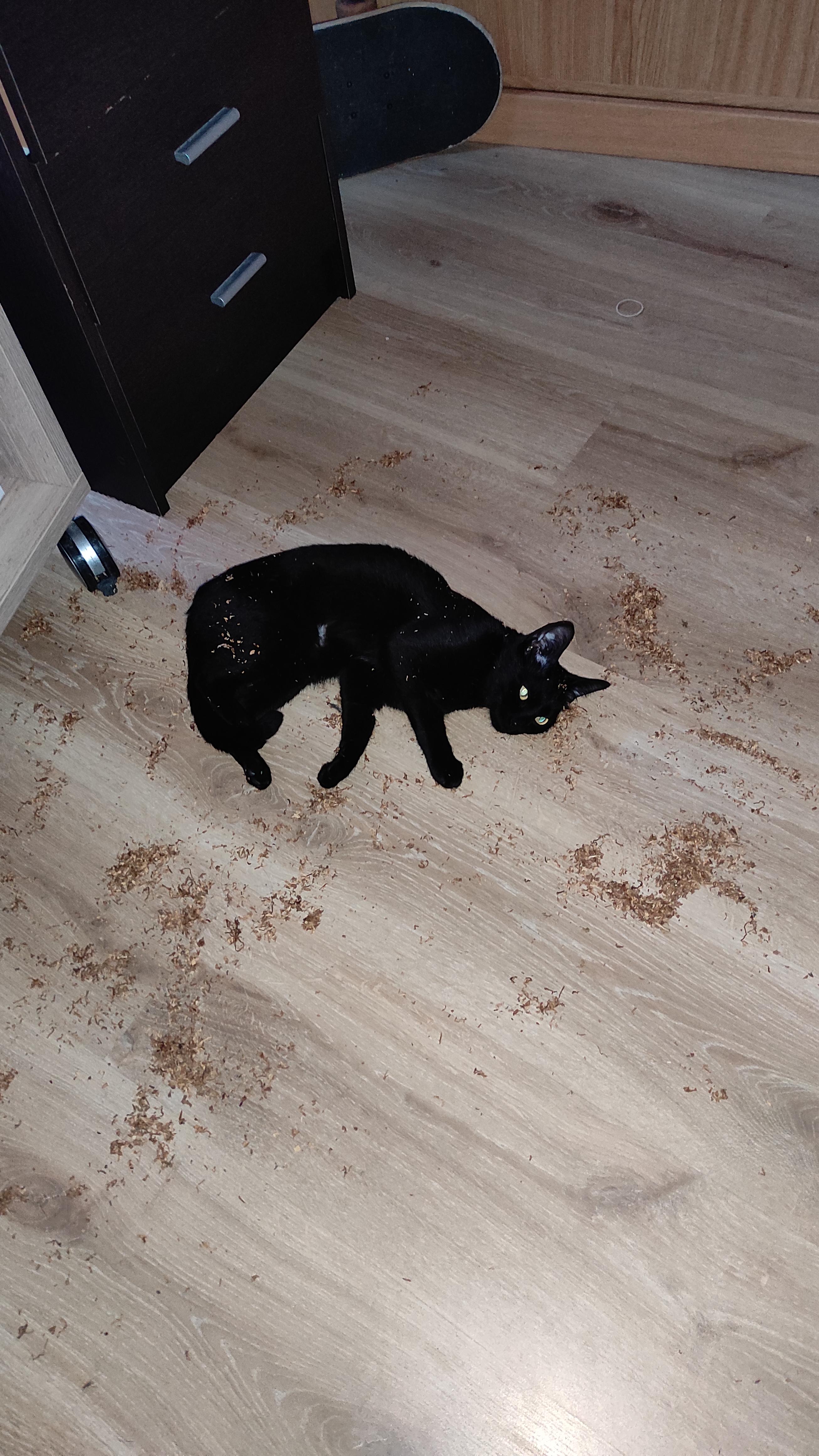 My cat likes tobacco o.o r/cats